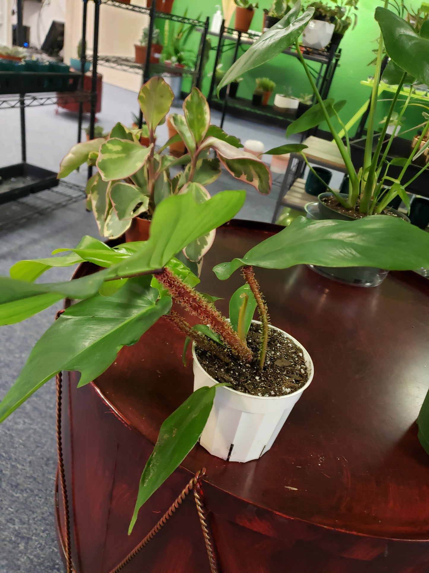 Philodendron Squamiferum