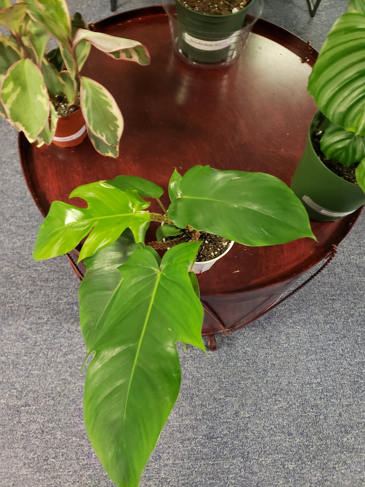 Philodendron Squamiferum