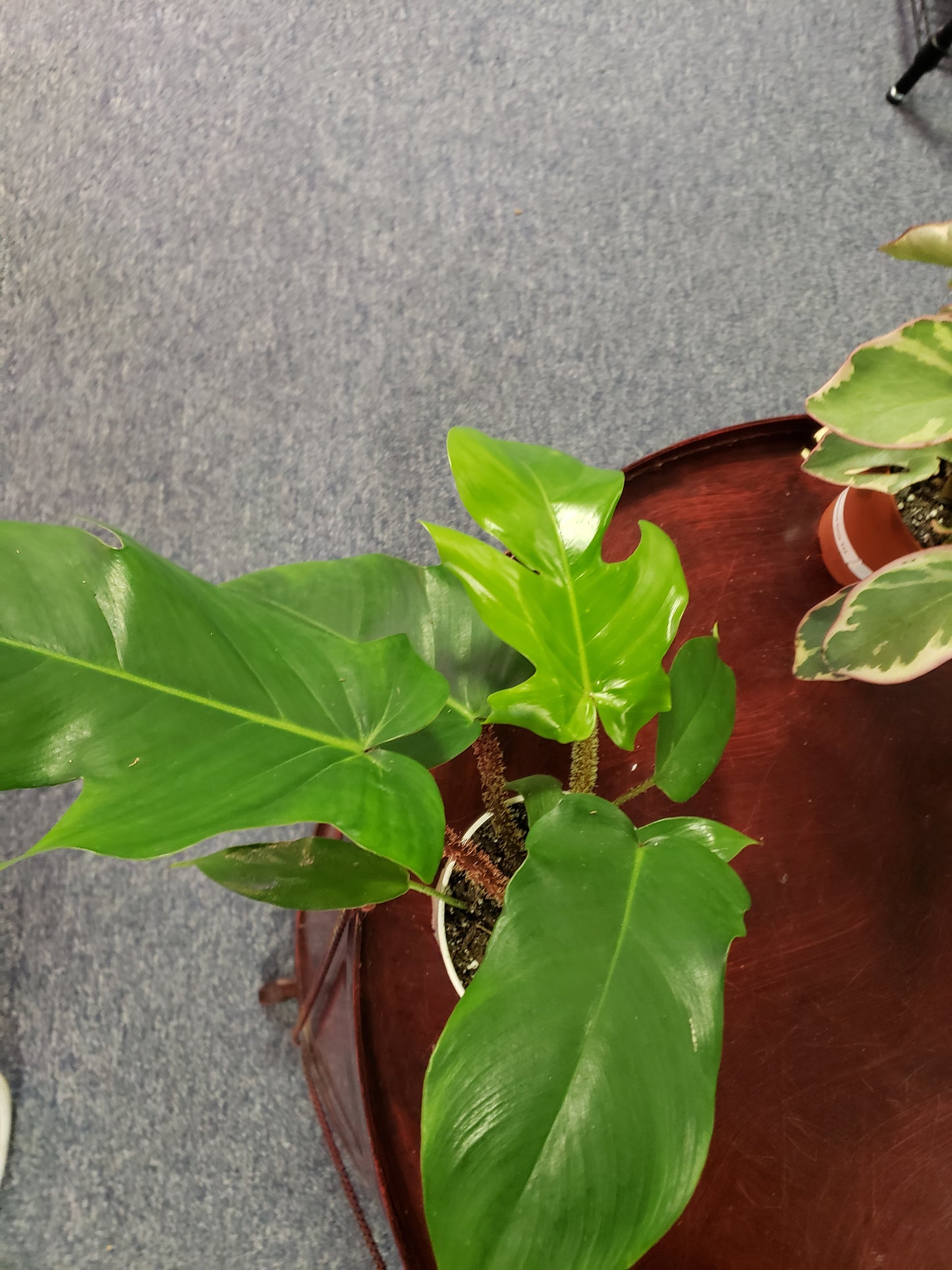 Philodendron Squamiferum