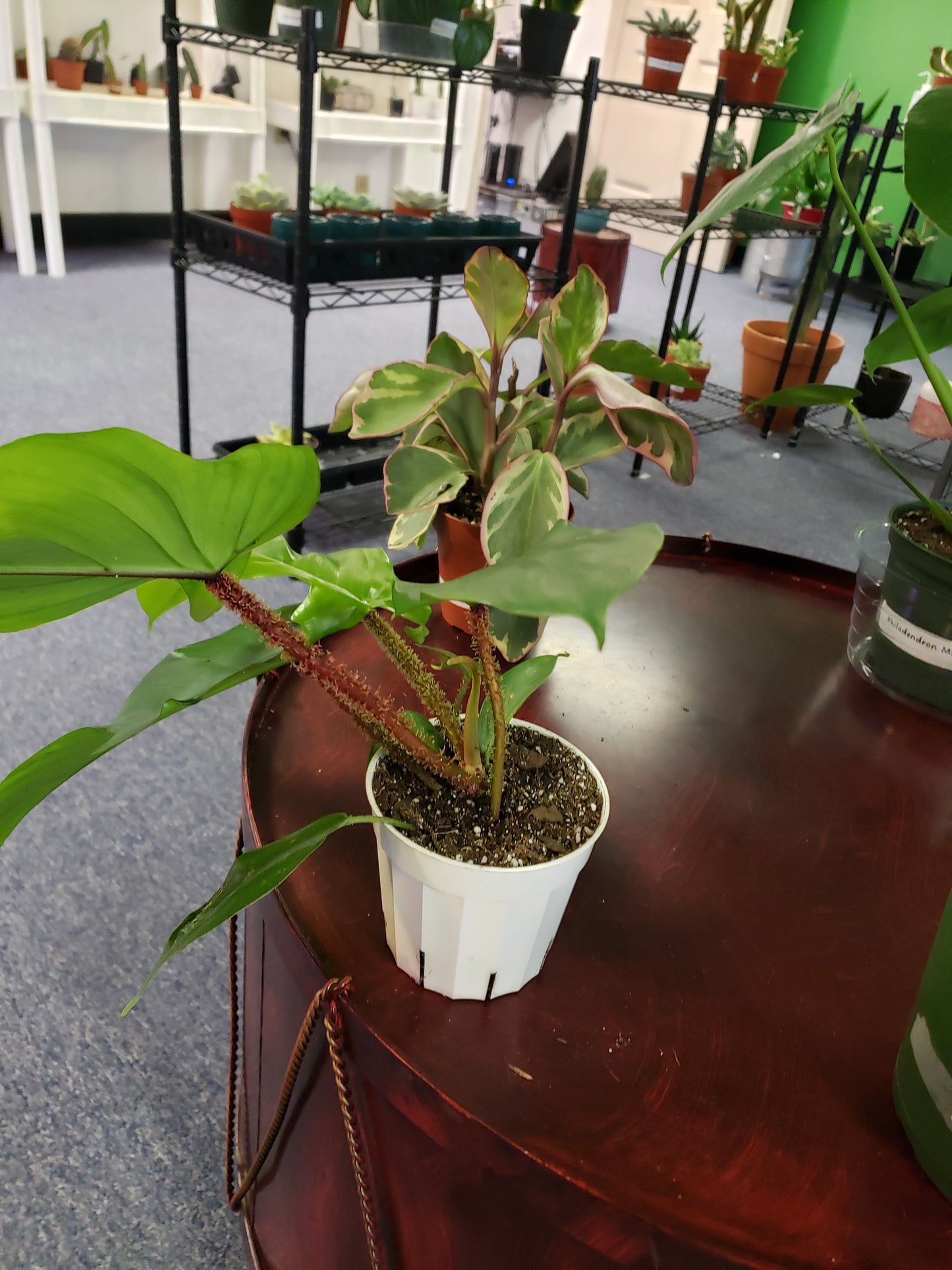 Philodendron Squamiferum