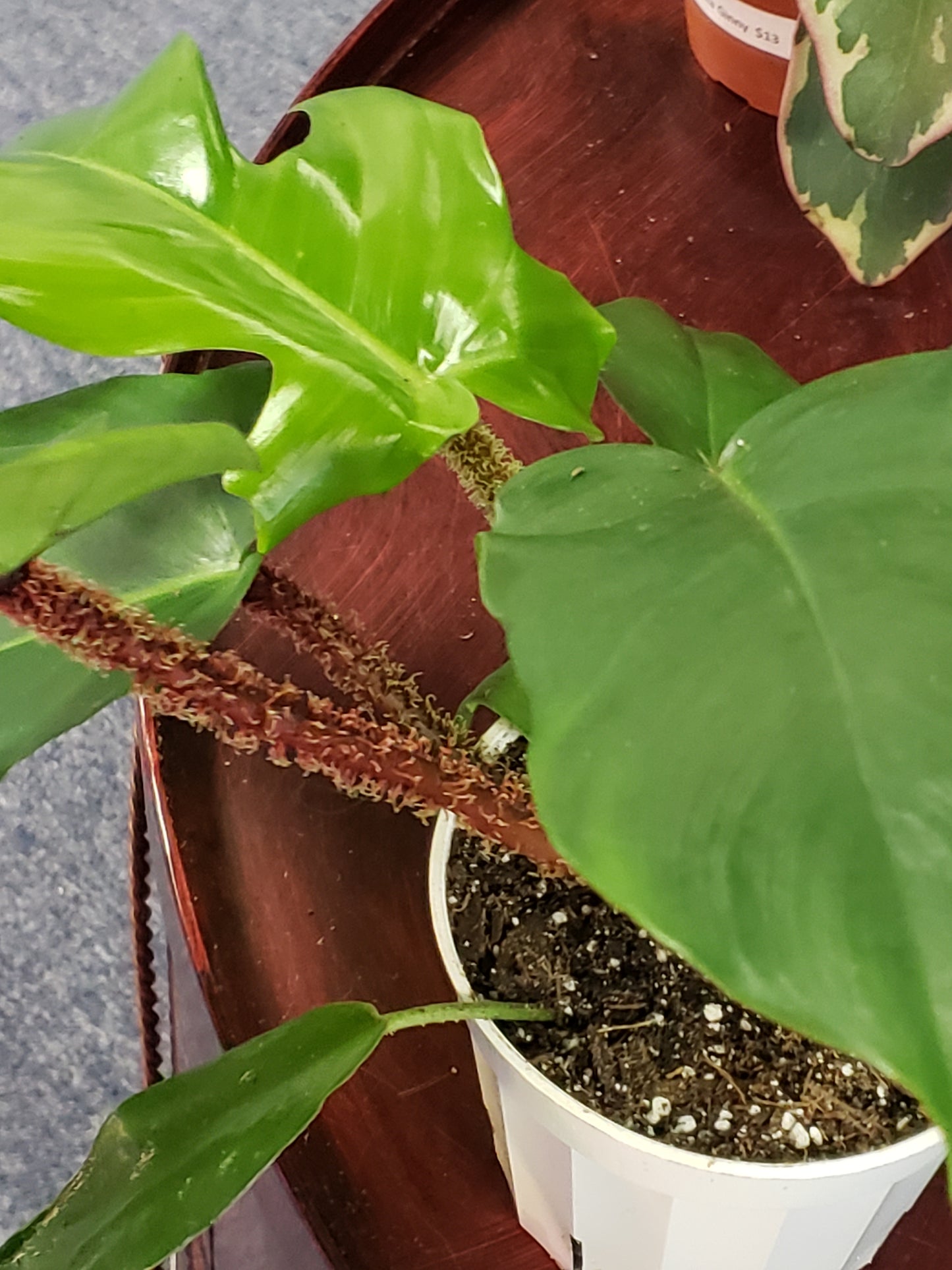 Philodendron Squamiferum