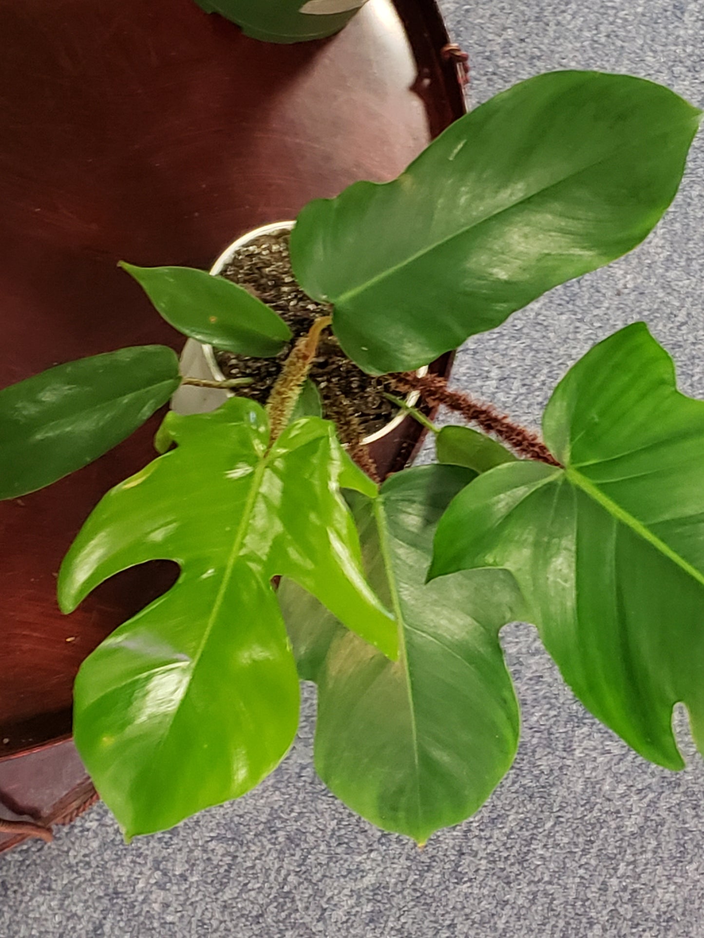 Philodendron Squamiferum