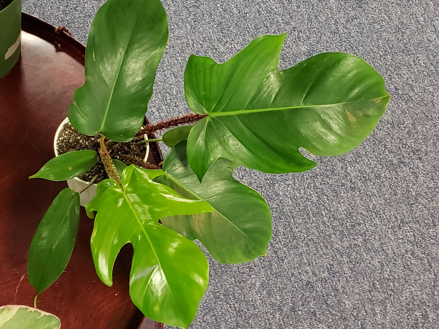 Philodendron Squamiferum