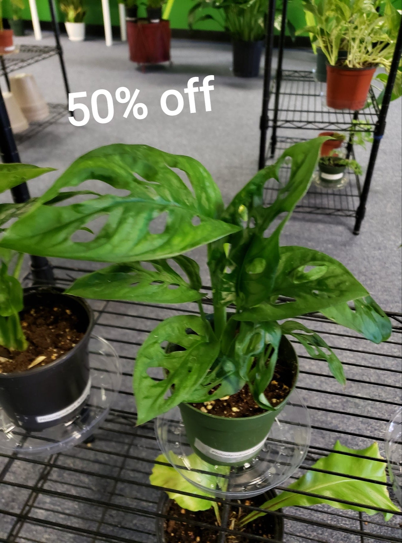 adansonii philodendron Philodendron Adansonii – Plants and Things LLC