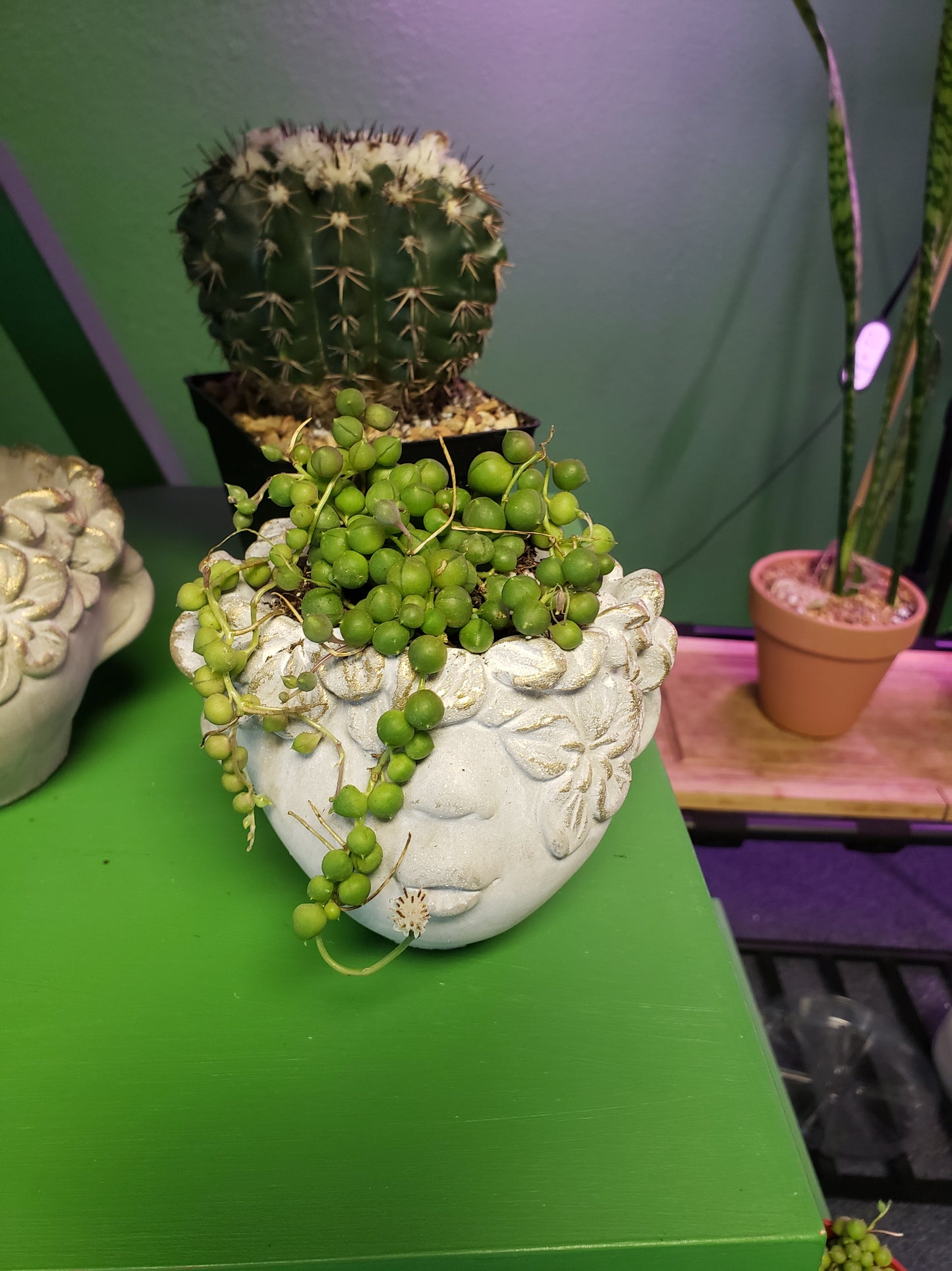 Concrete Face Plant Pot