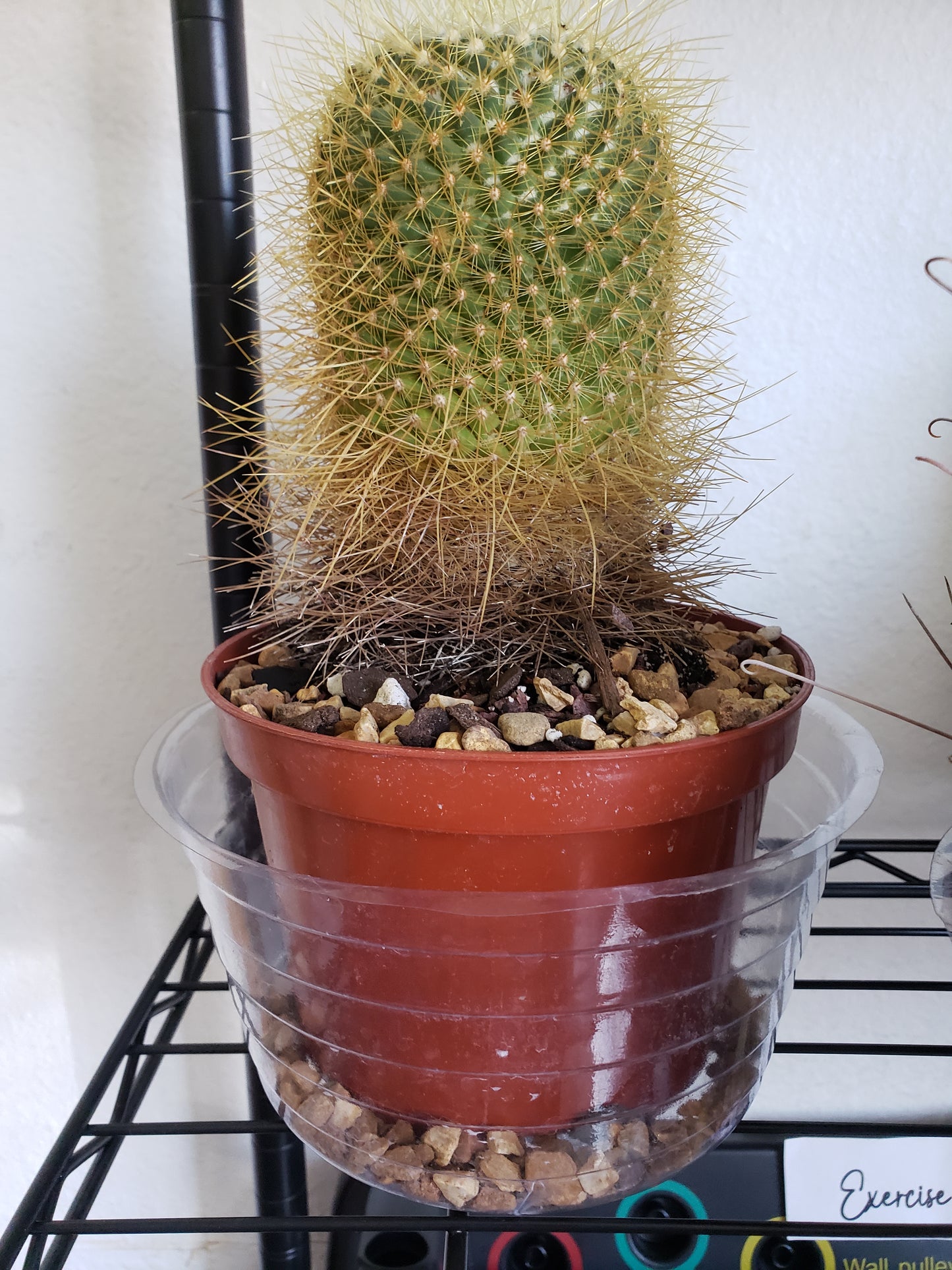 Mammillaria Cactus