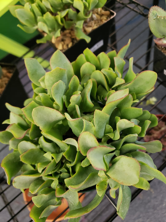 Ripple Jade- Local Pickup Only