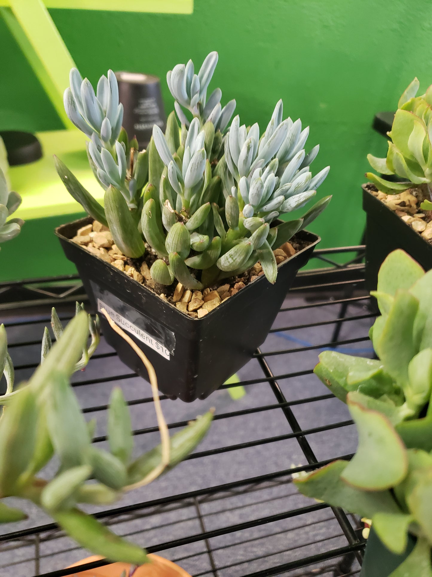 Blue Succulent
