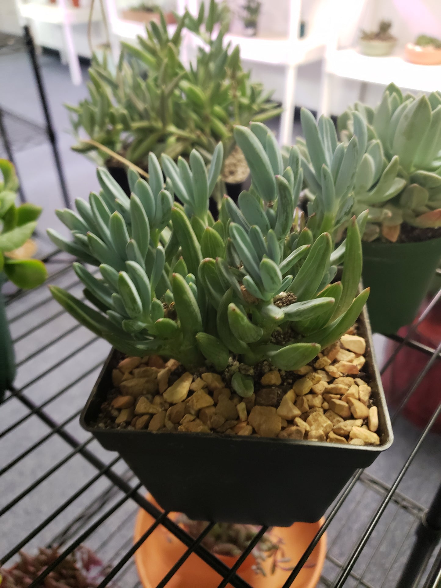 Blue Succulent