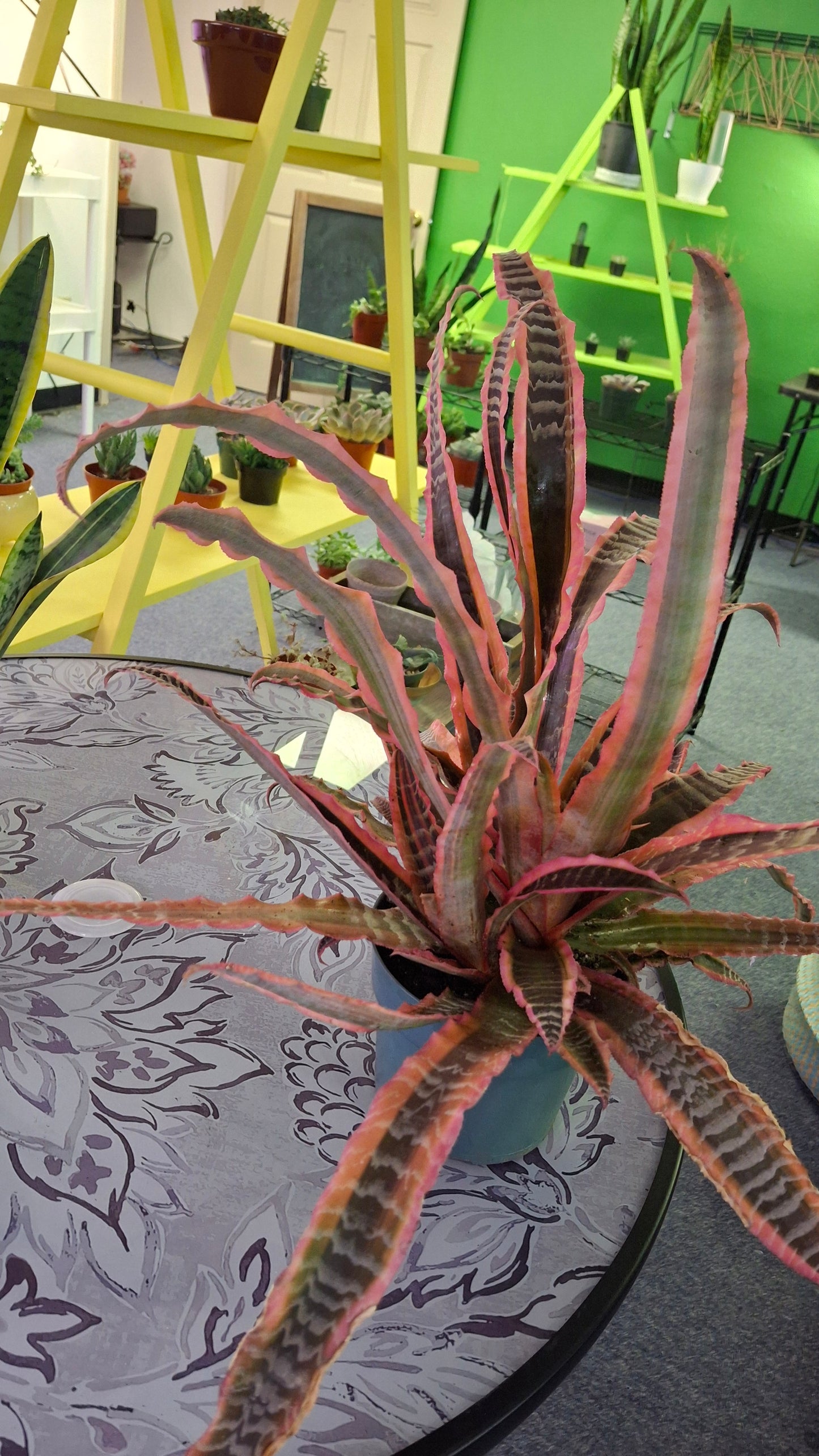 Cryptanthus 'Pink Starlight'
