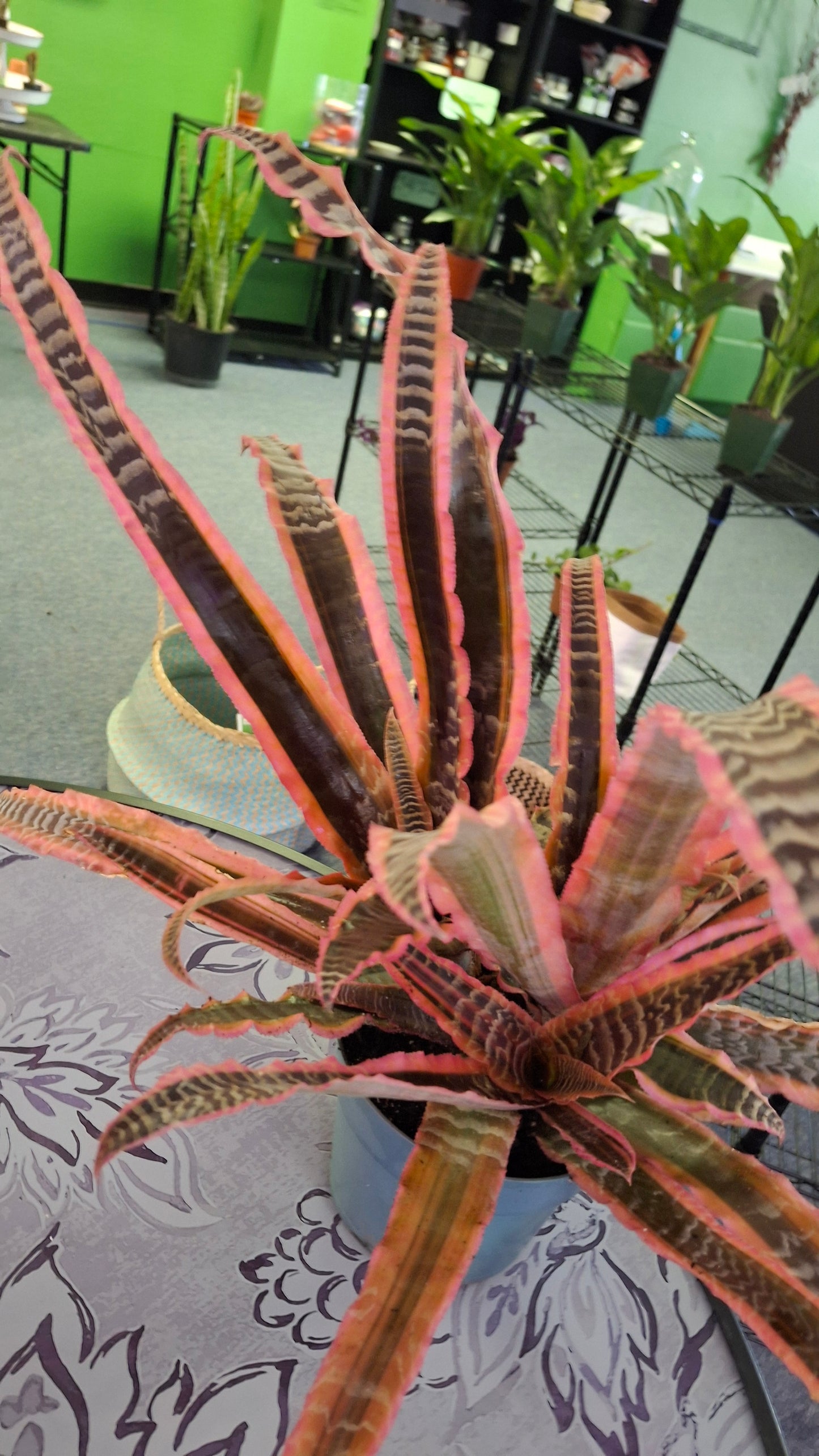 Cryptanthus 'Pink Starlight'