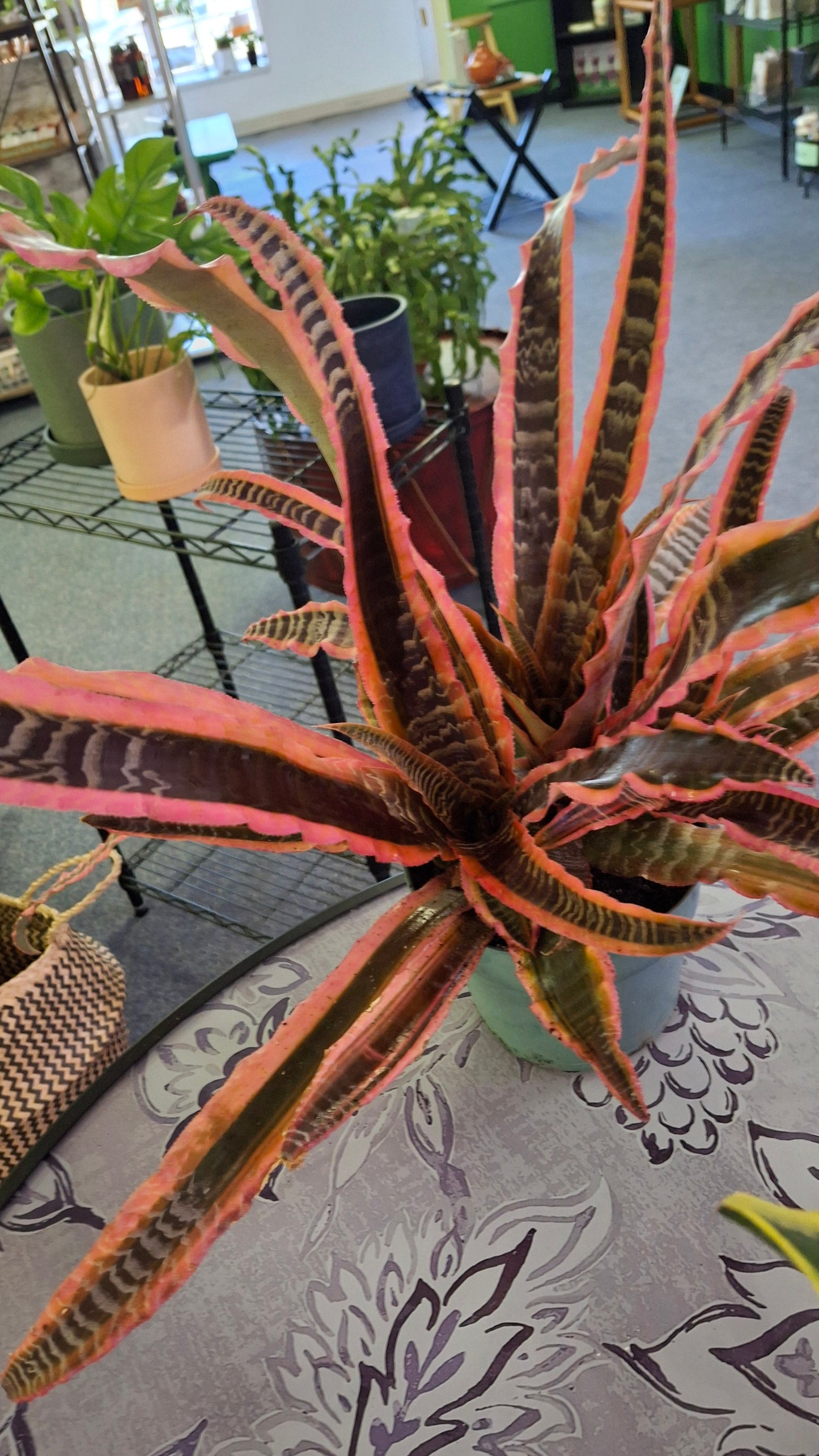 Cryptanthus 'Pink Starlight'