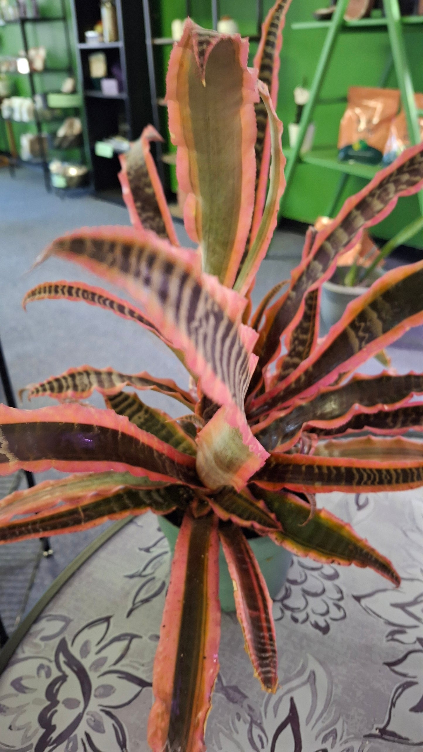 Cryptanthus 'Pink Starlight'