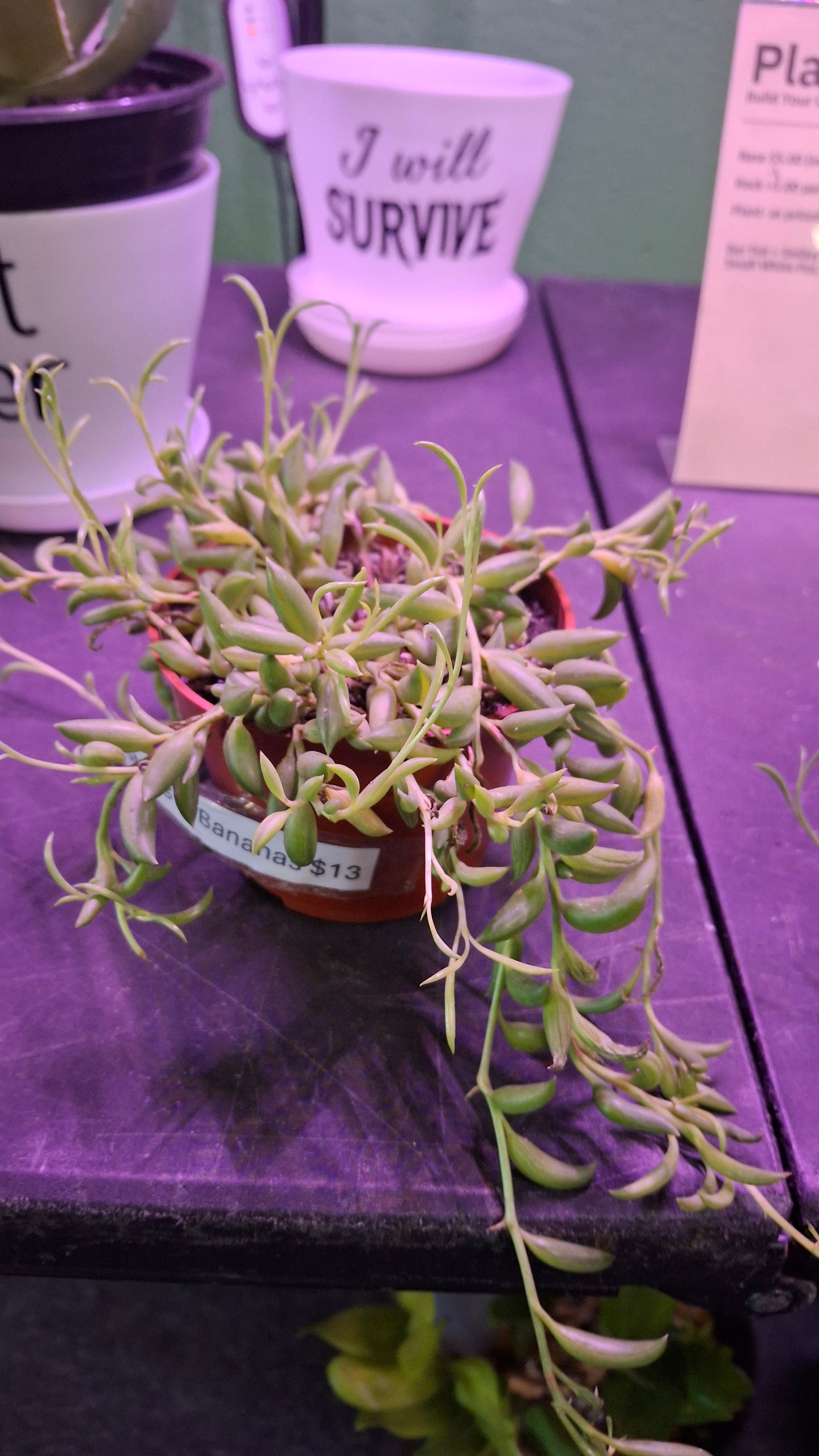 String of Bananas