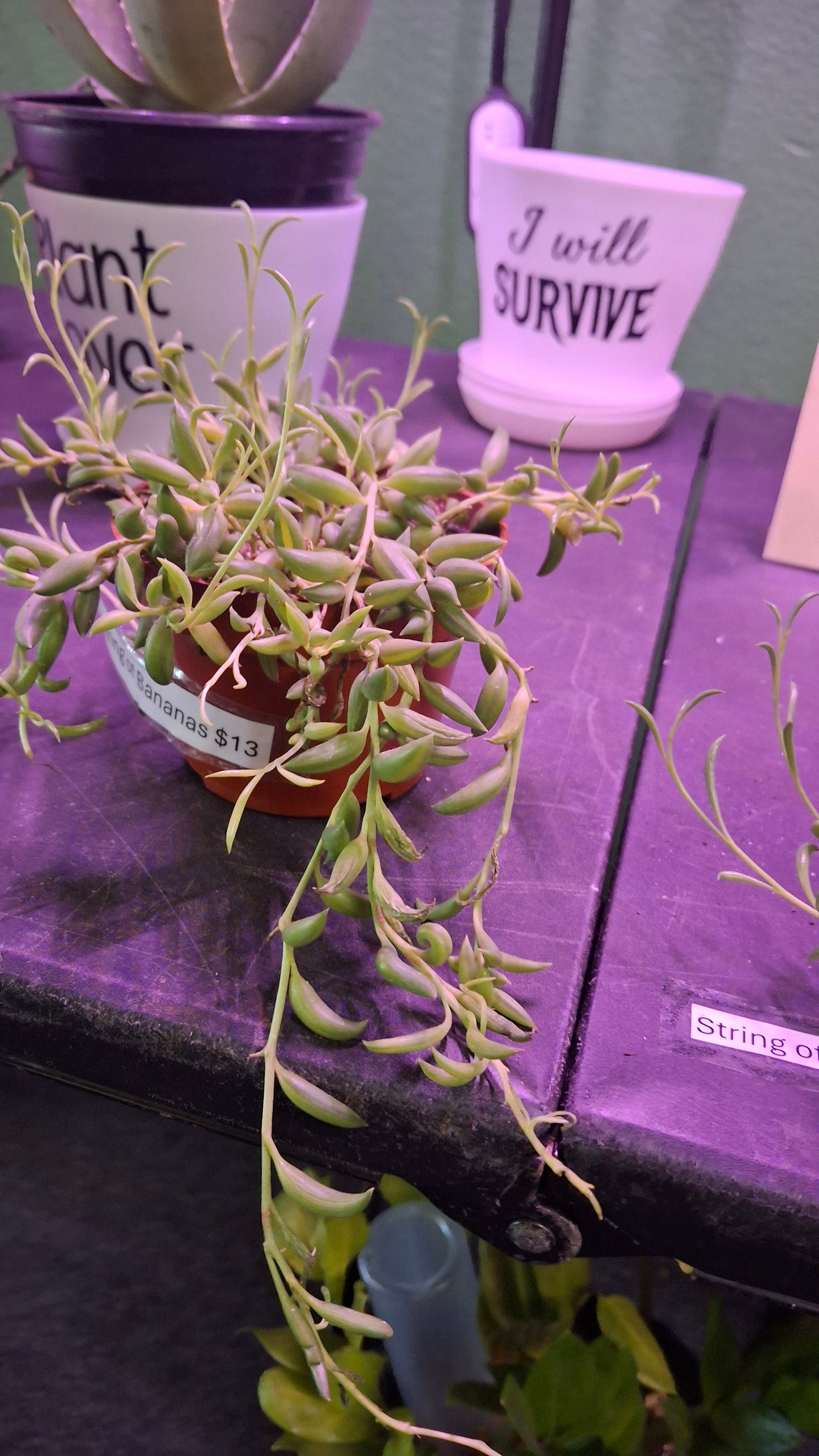 String of Bananas
