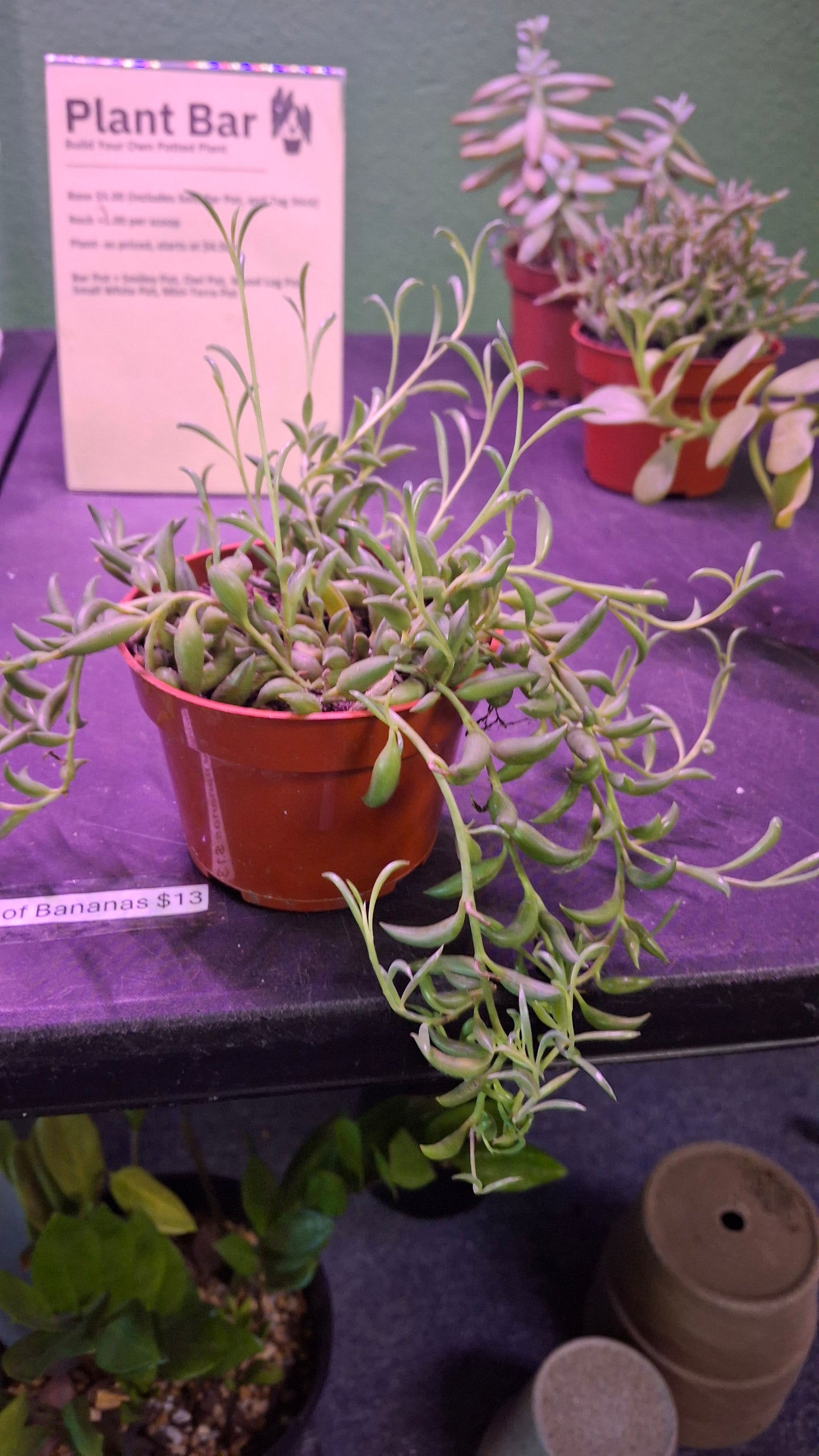 String of Bananas