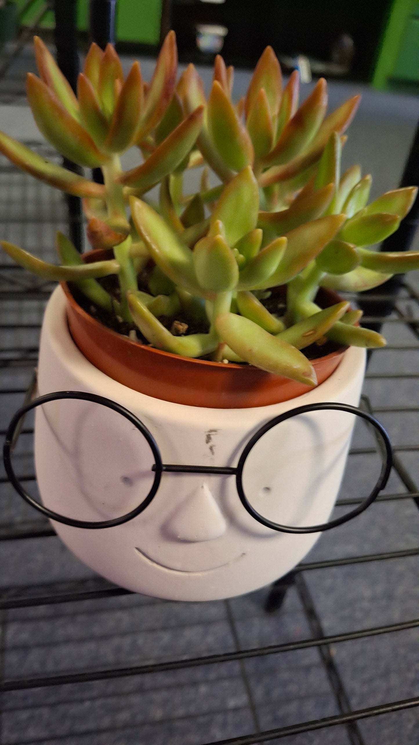 Poindexter Plant Pot