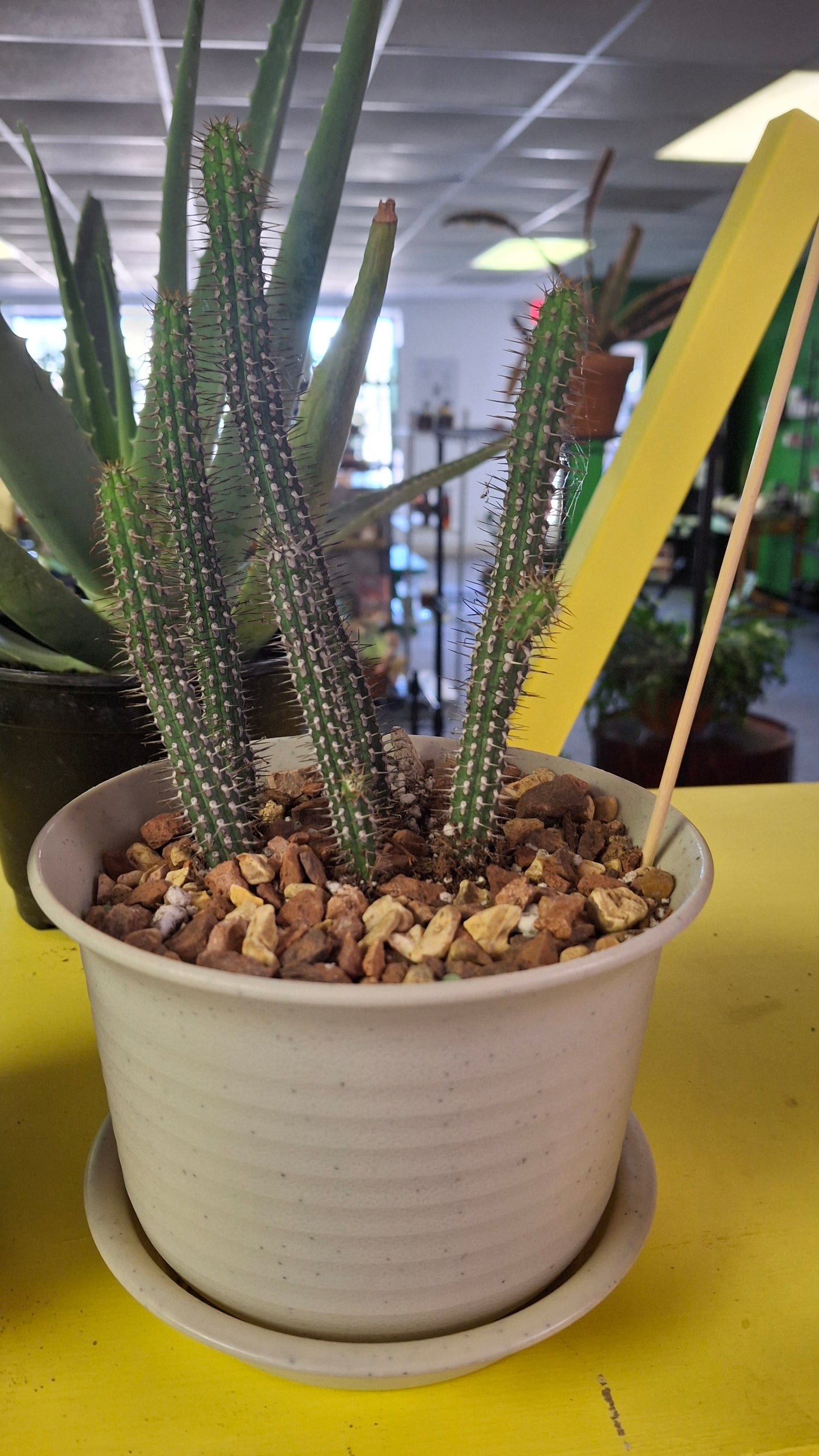 Euphorbia Baioensis potted