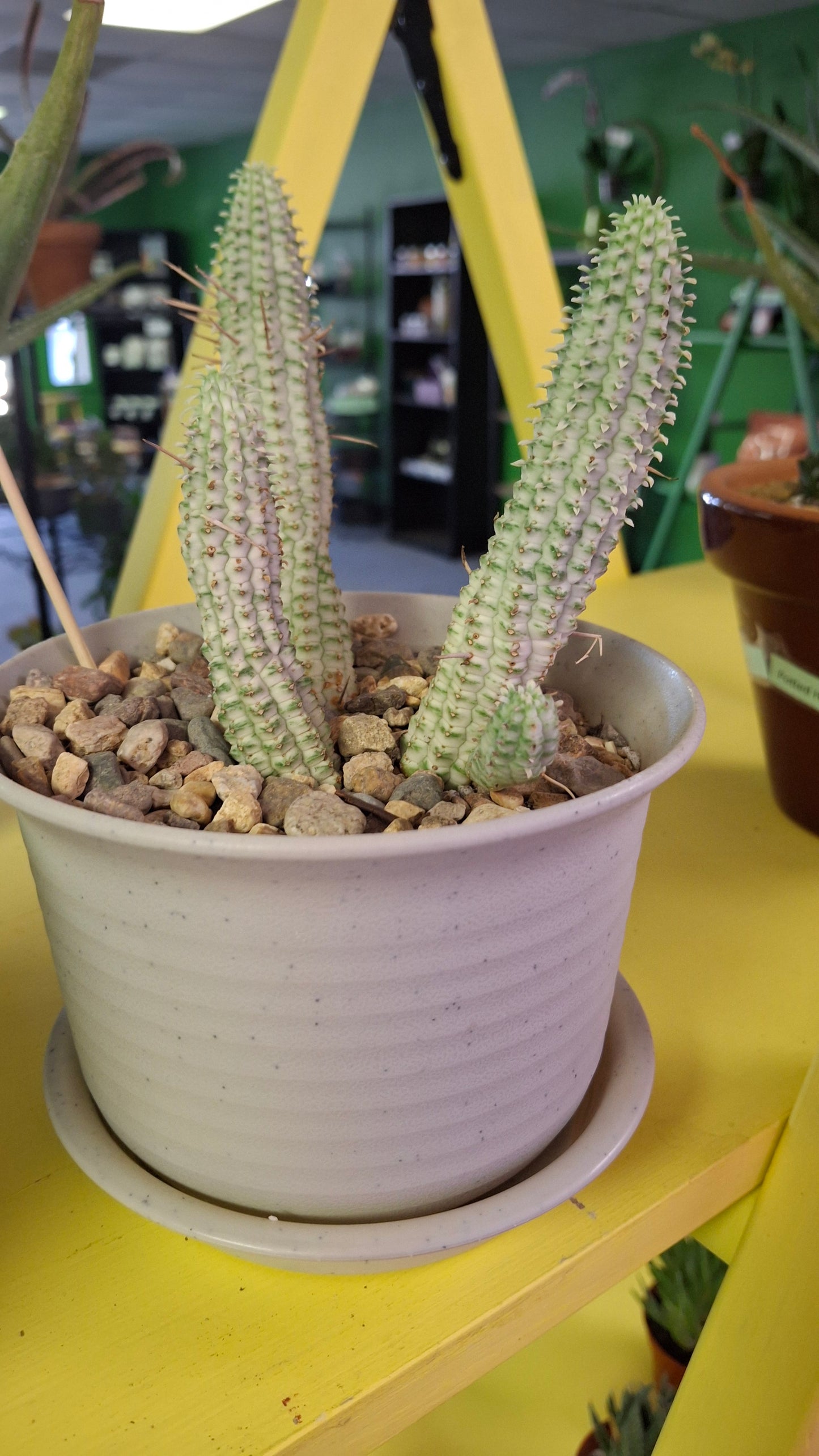 Euphorbia Mammallaris potted