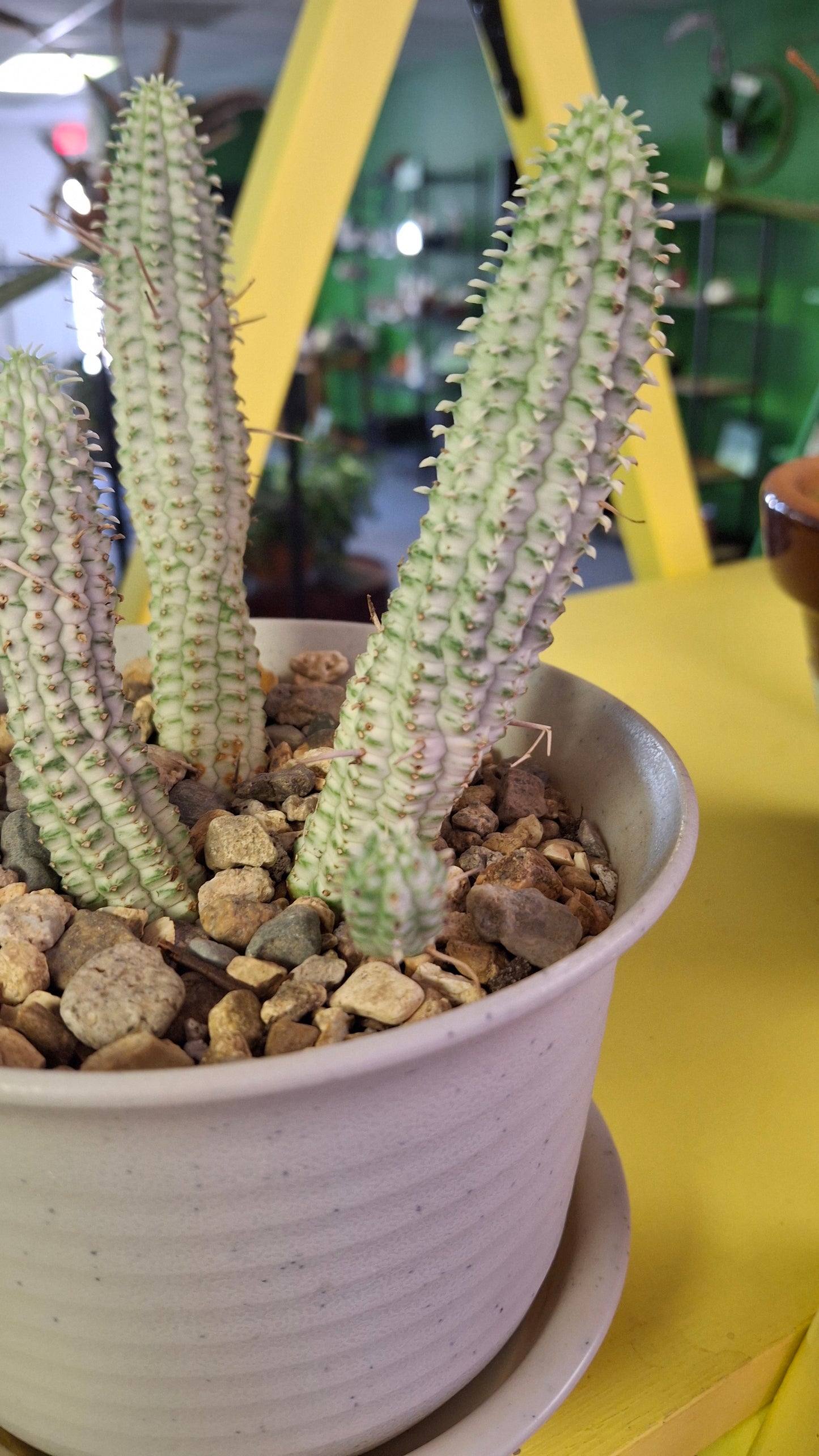 Euphorbia Mammallaris potted