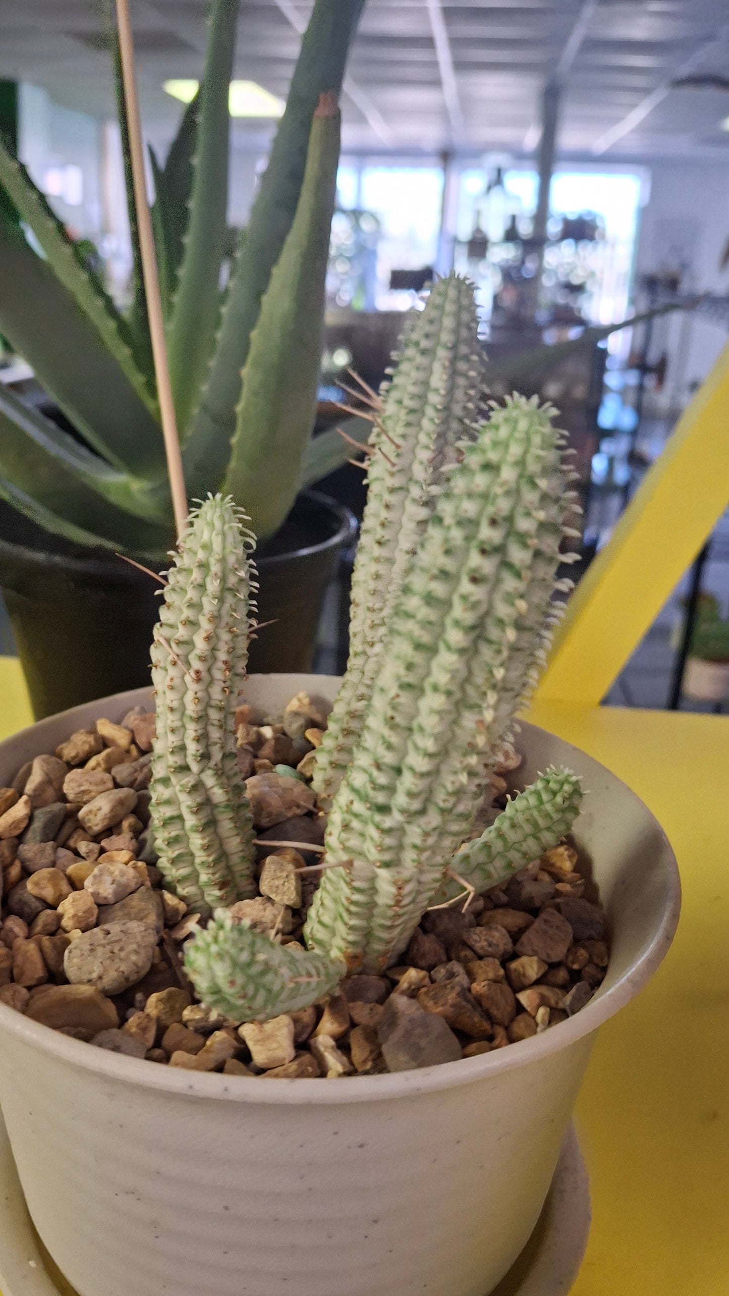 Euphorbia Mammallaris potted