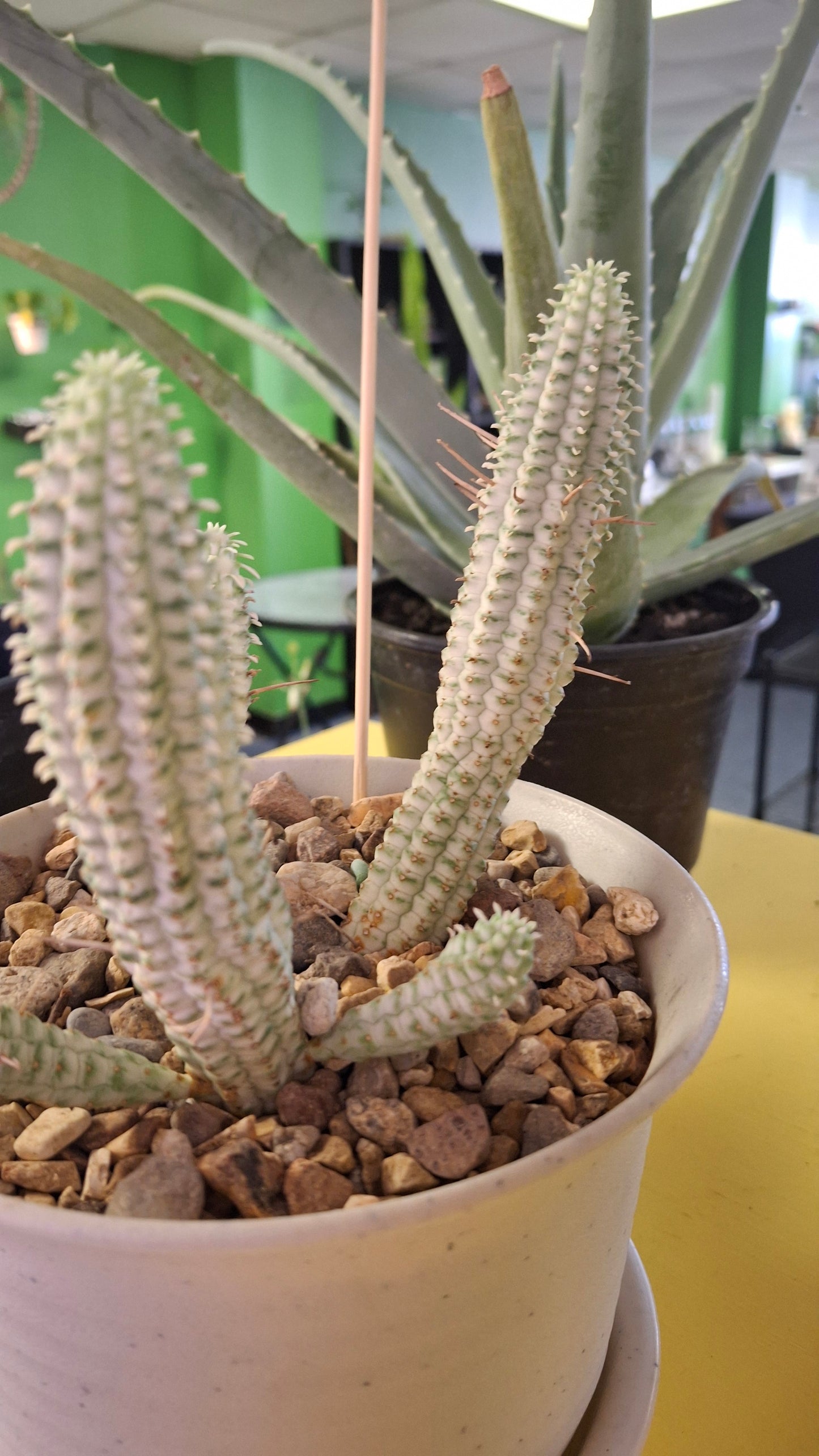 Euphorbia Mammallaris potted