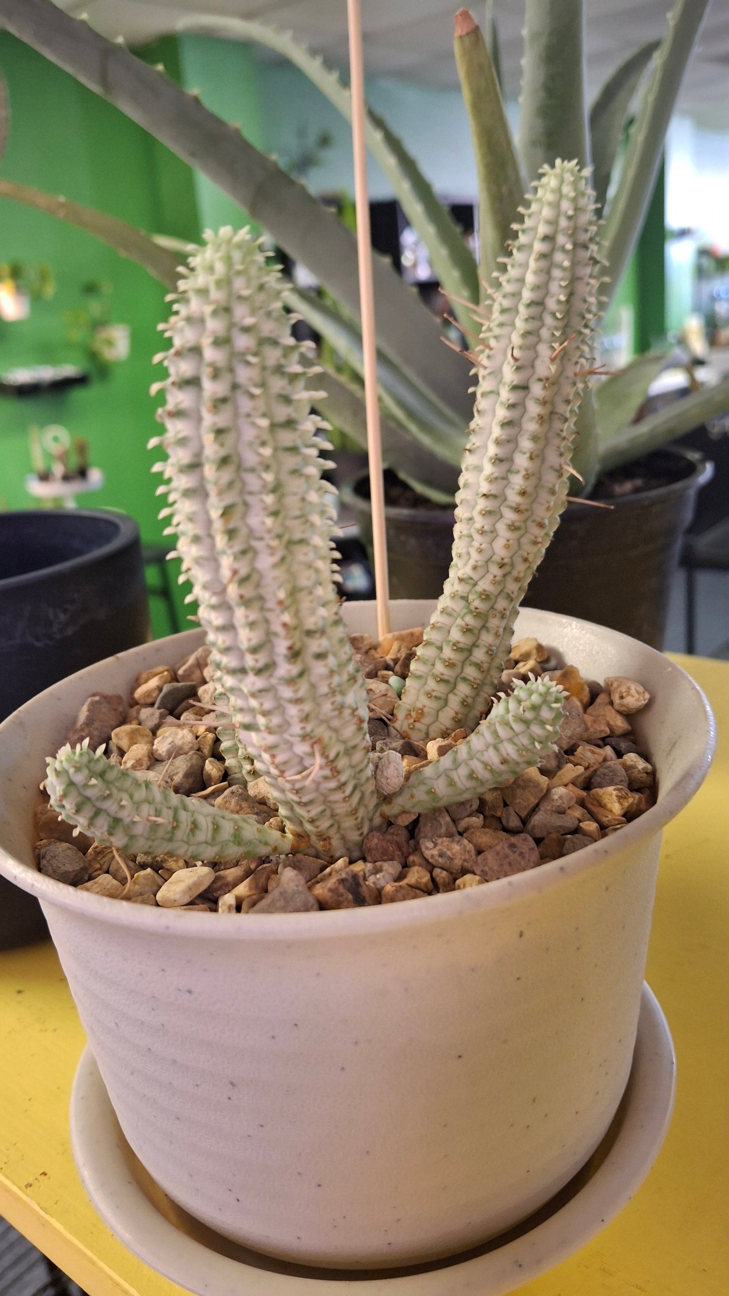 Euphorbia Mammallaris potted