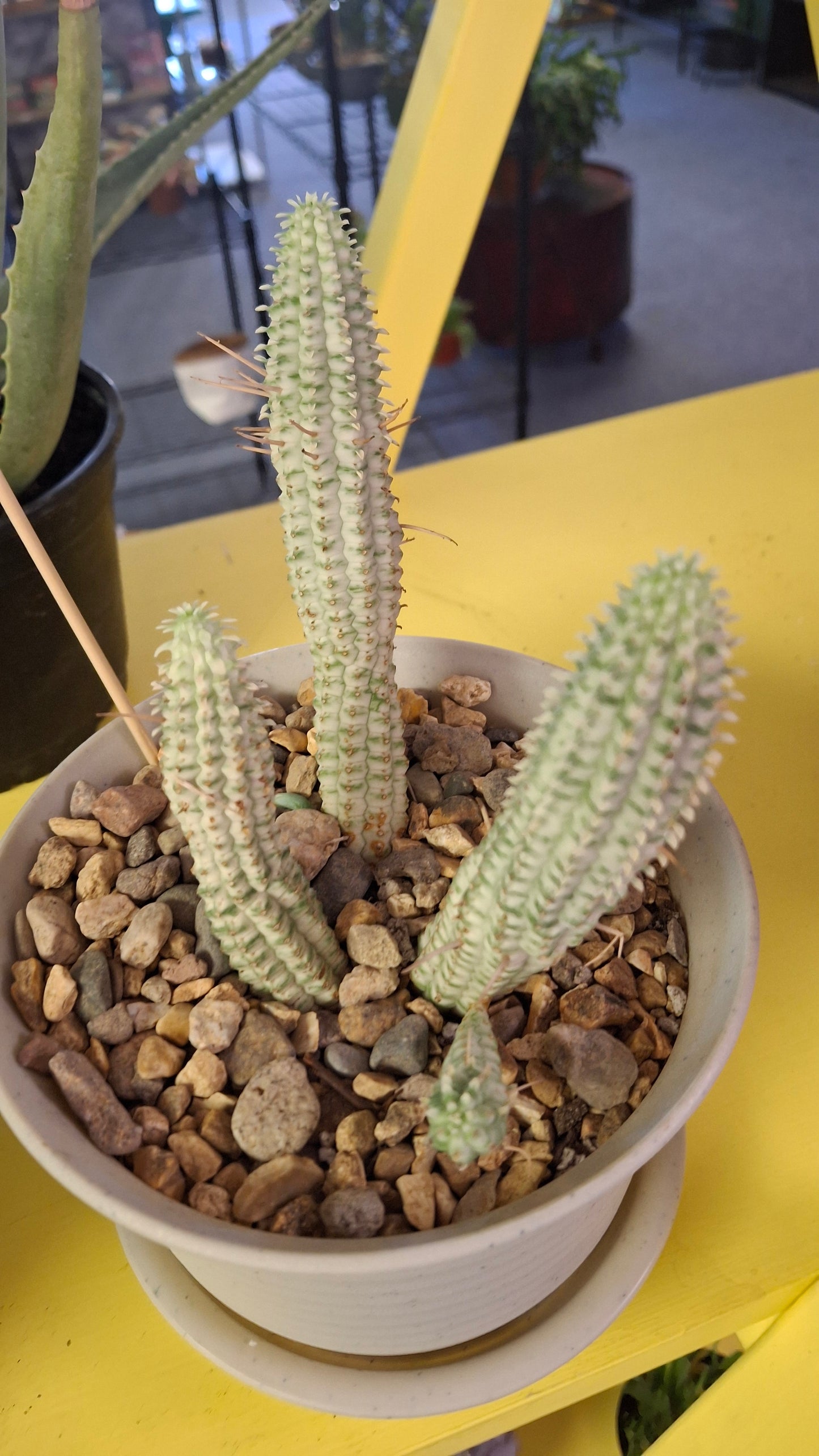 Euphorbia Mammallaris potted