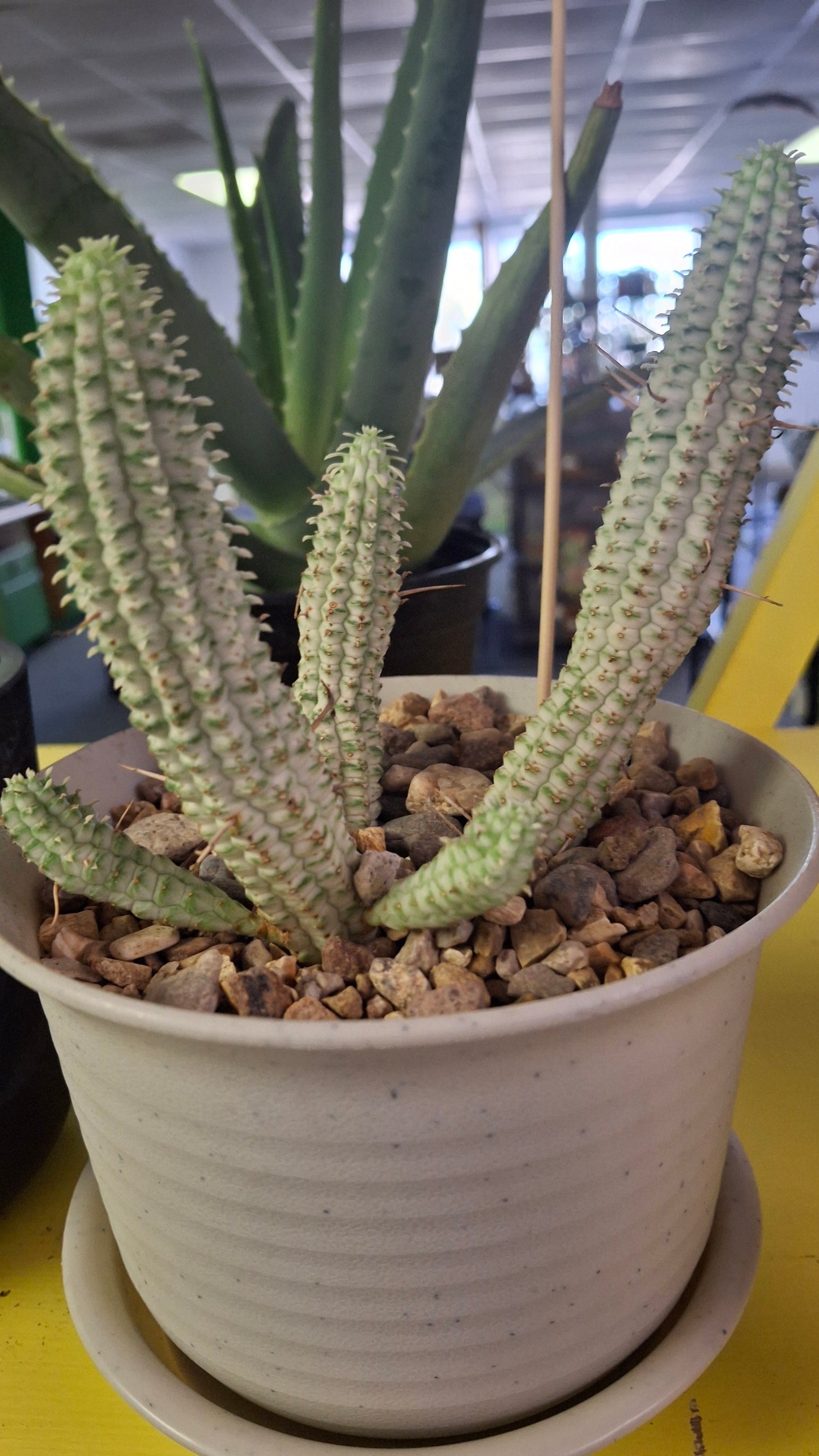 Euphorbia Mammallaris potted
