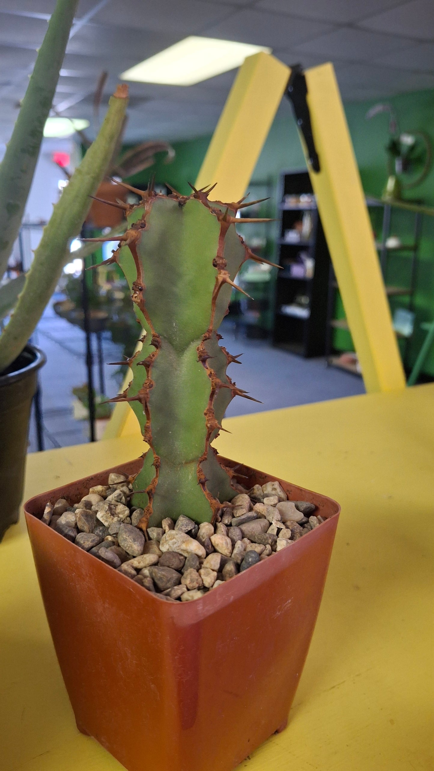 Euphorbia Variety potted
