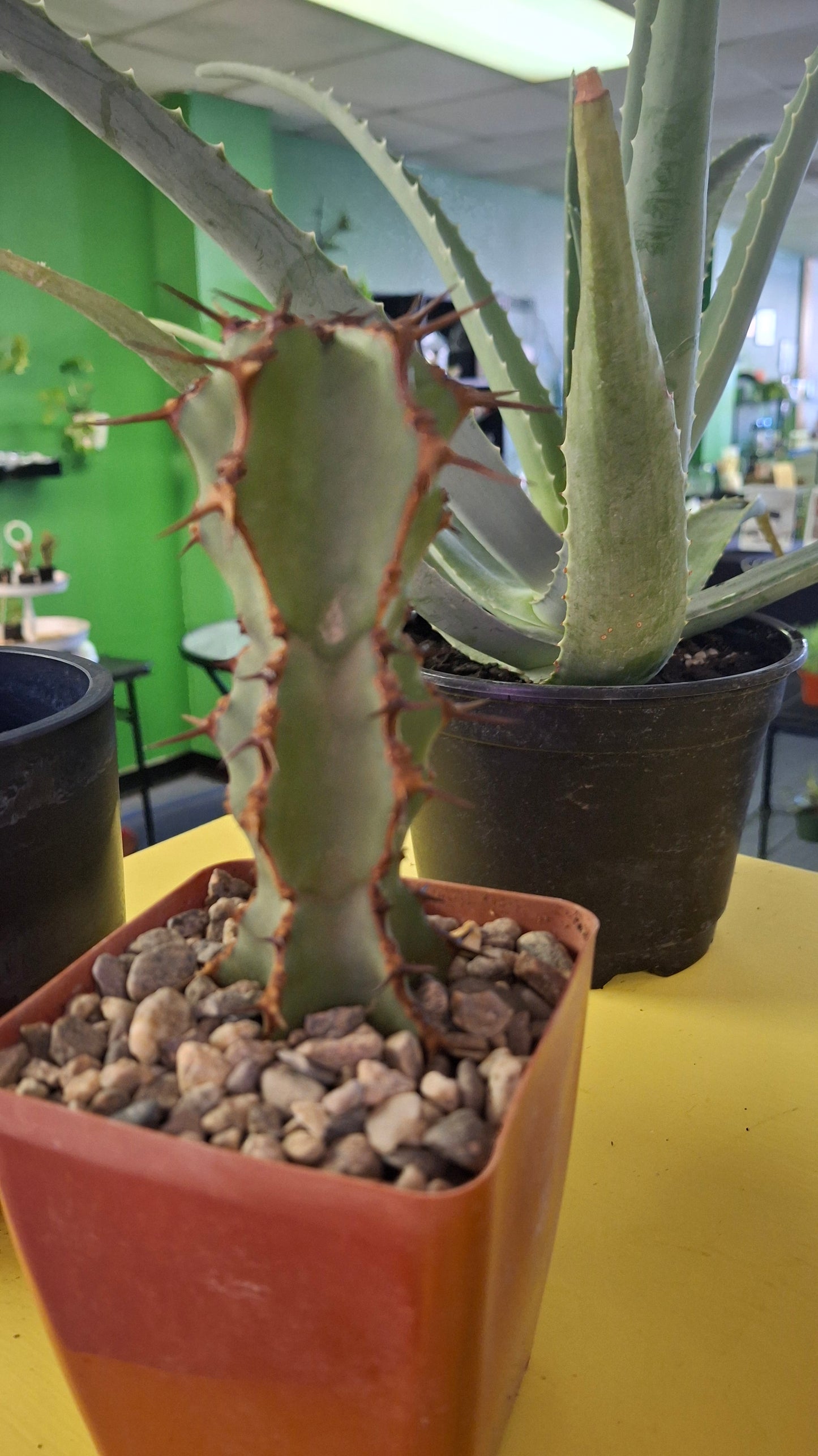 Euphorbia Variety potted