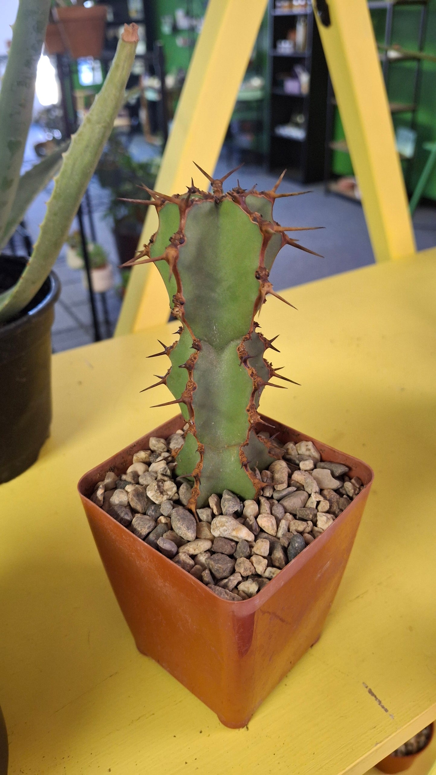 Euphorbia Variety potted