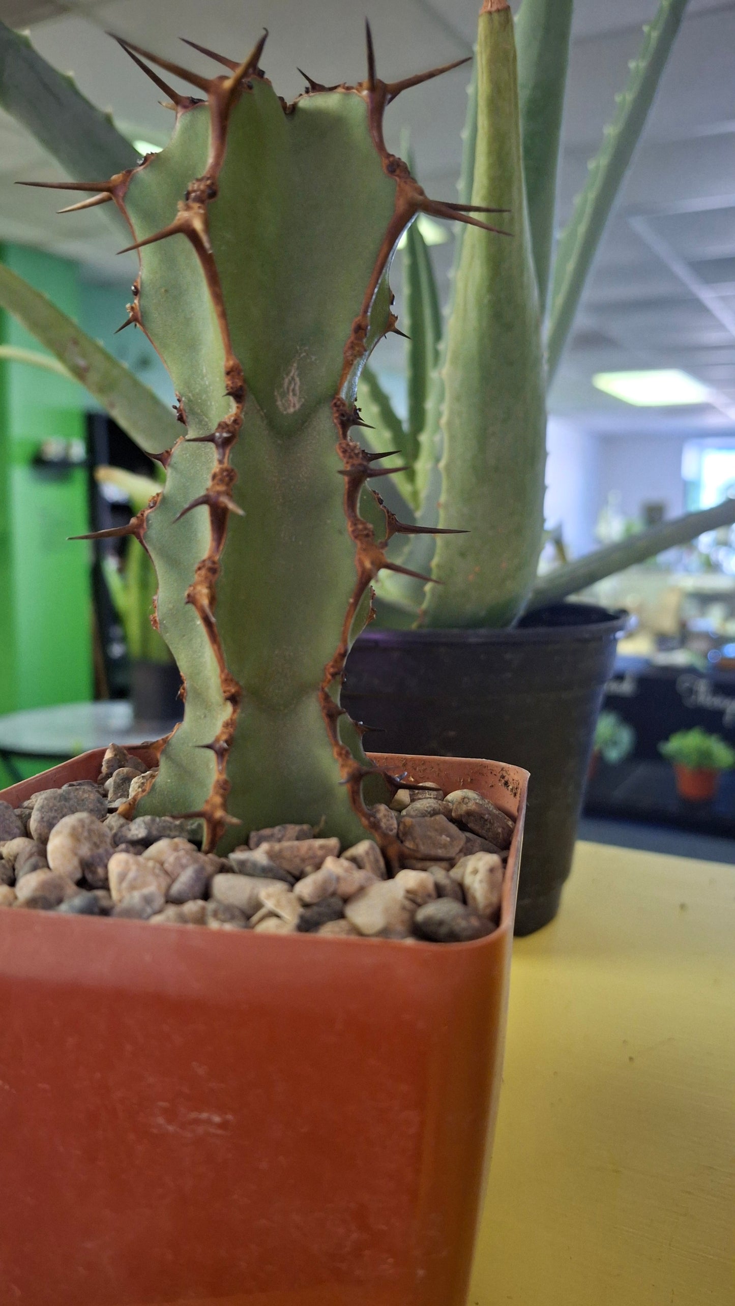Euphorbia Variety potted