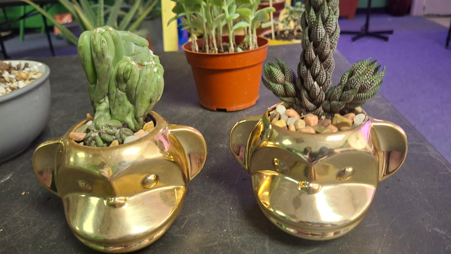 Funky Monkey Planter- New!