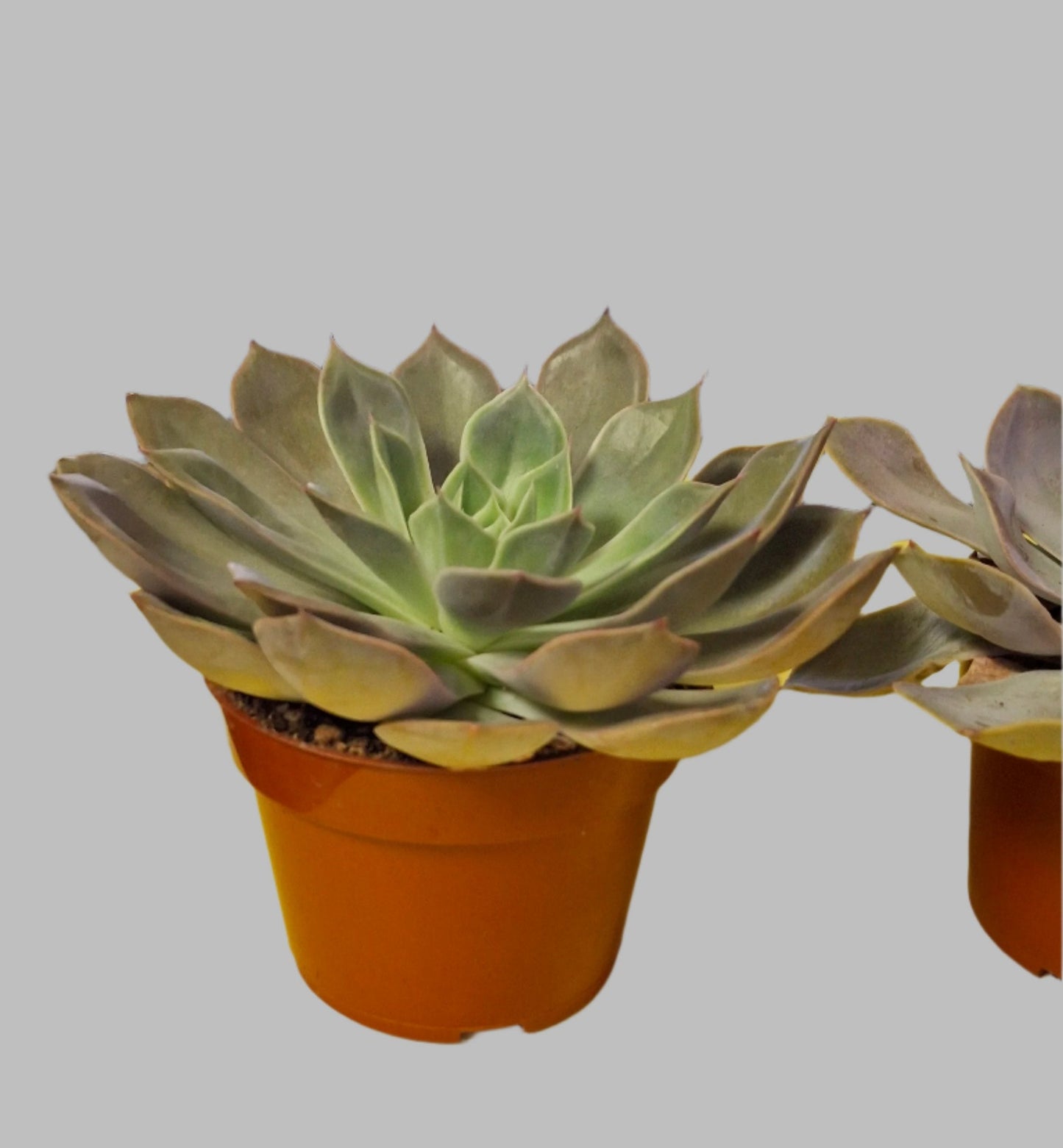 Echeveria- Plants and Things LLC