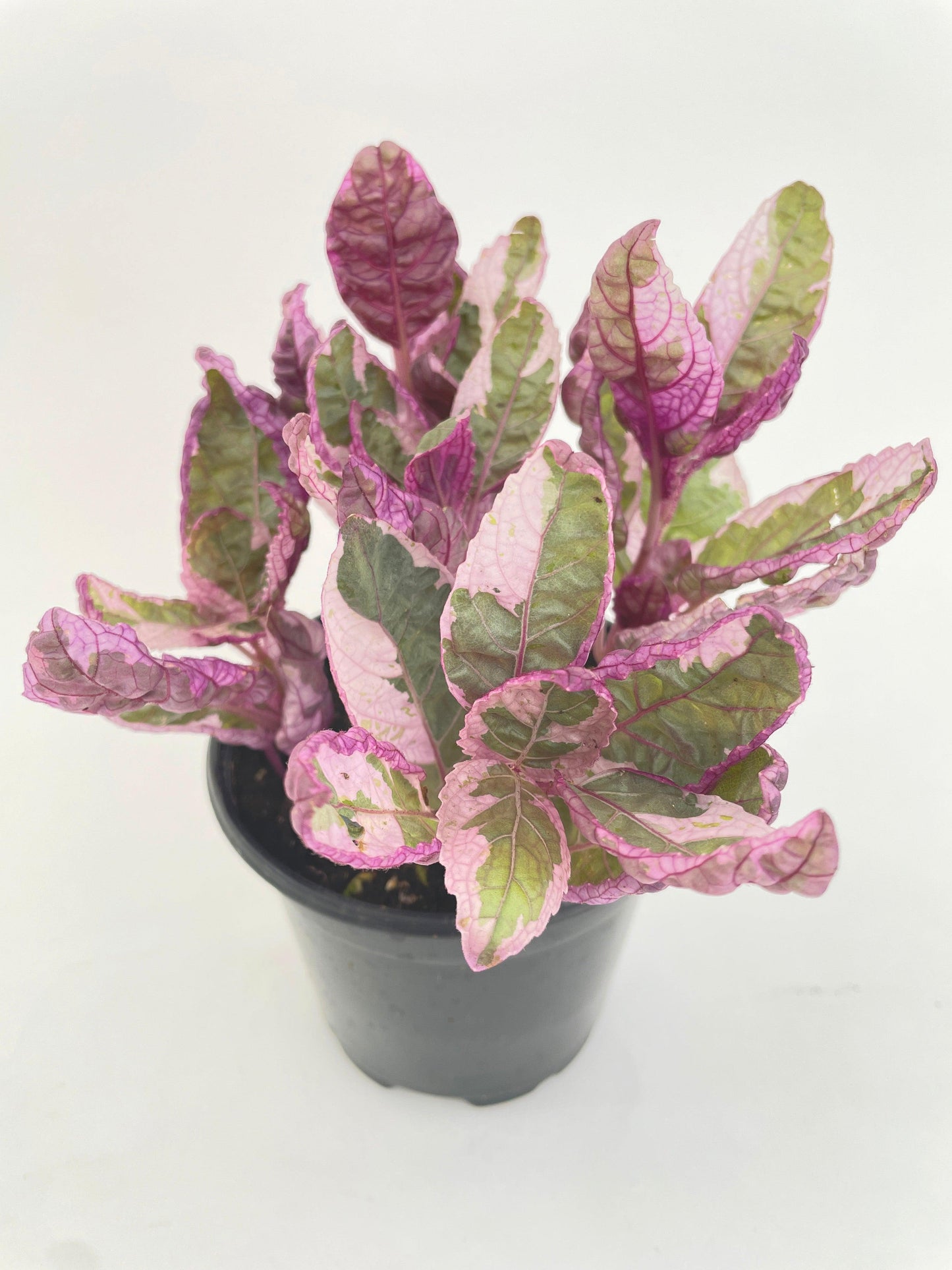 'Snow White' Waffle Plant Hemigraphis Alternata