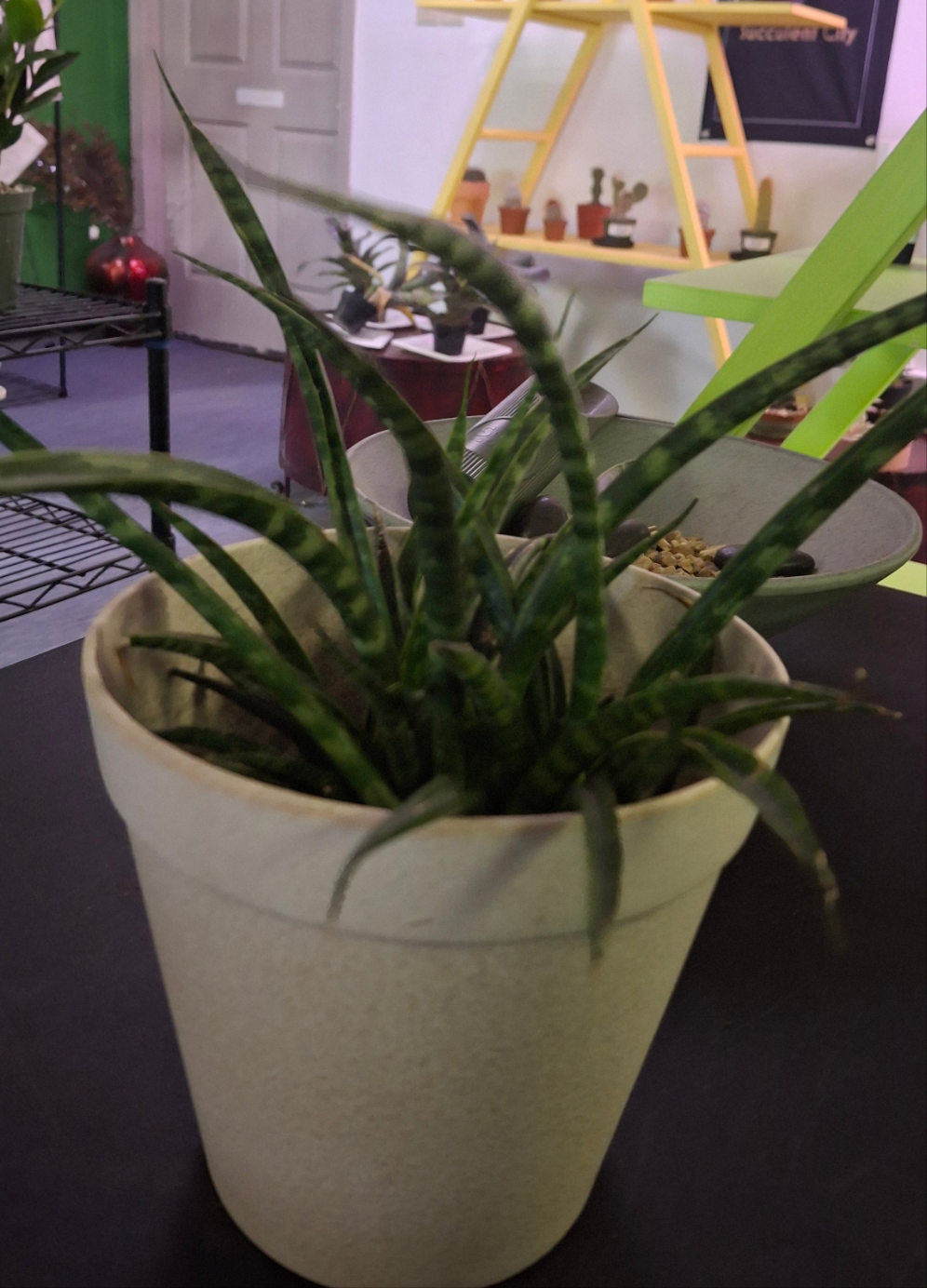Sansevieria Snake plant- Fernwood