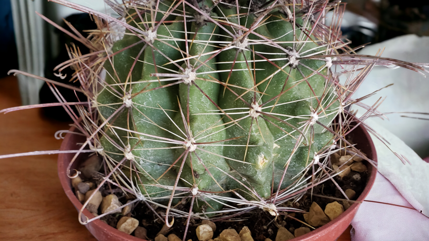 Turk's Head Barrel Cactus