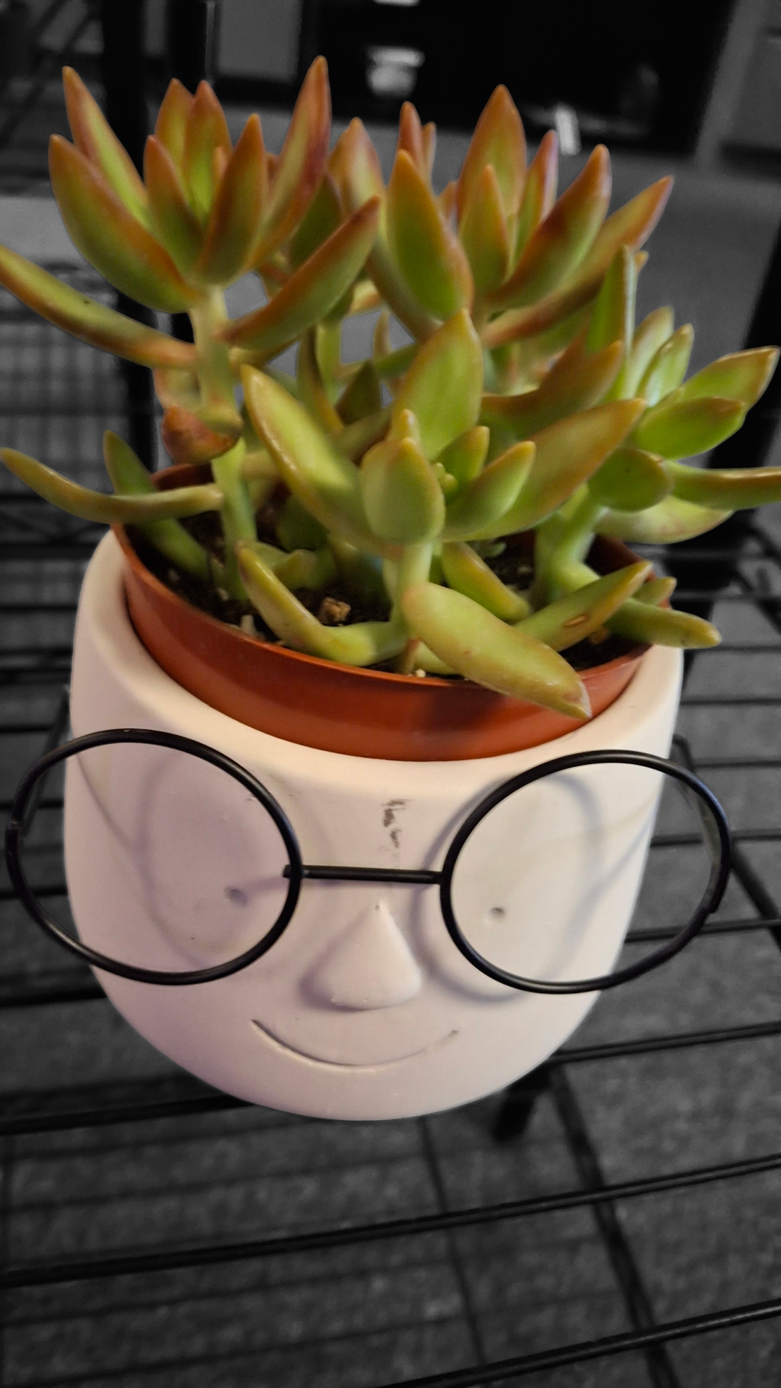 Poindexter Plant Pot