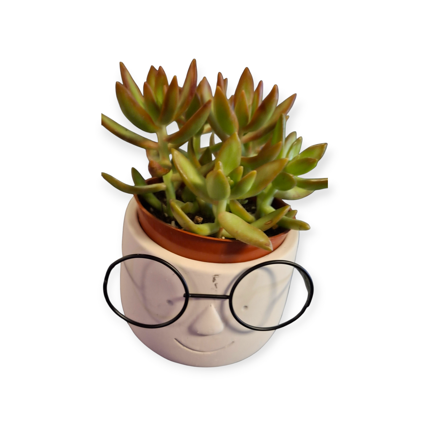Poindexter Plant Pot