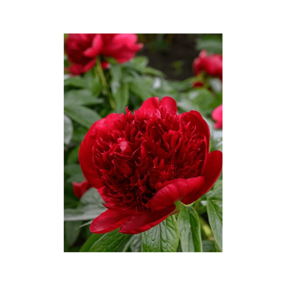 Herbaceous Peony Flower Seeds - Shido Seed Co