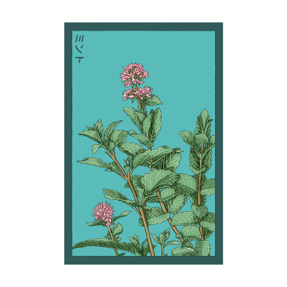 Herb Mint- Shido Seed Co