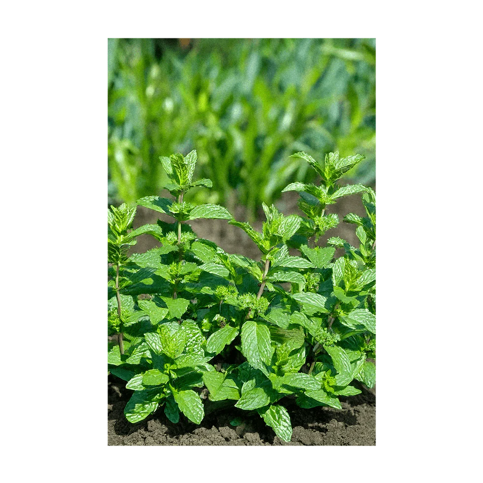 Herb Mint- Shido Seed Co