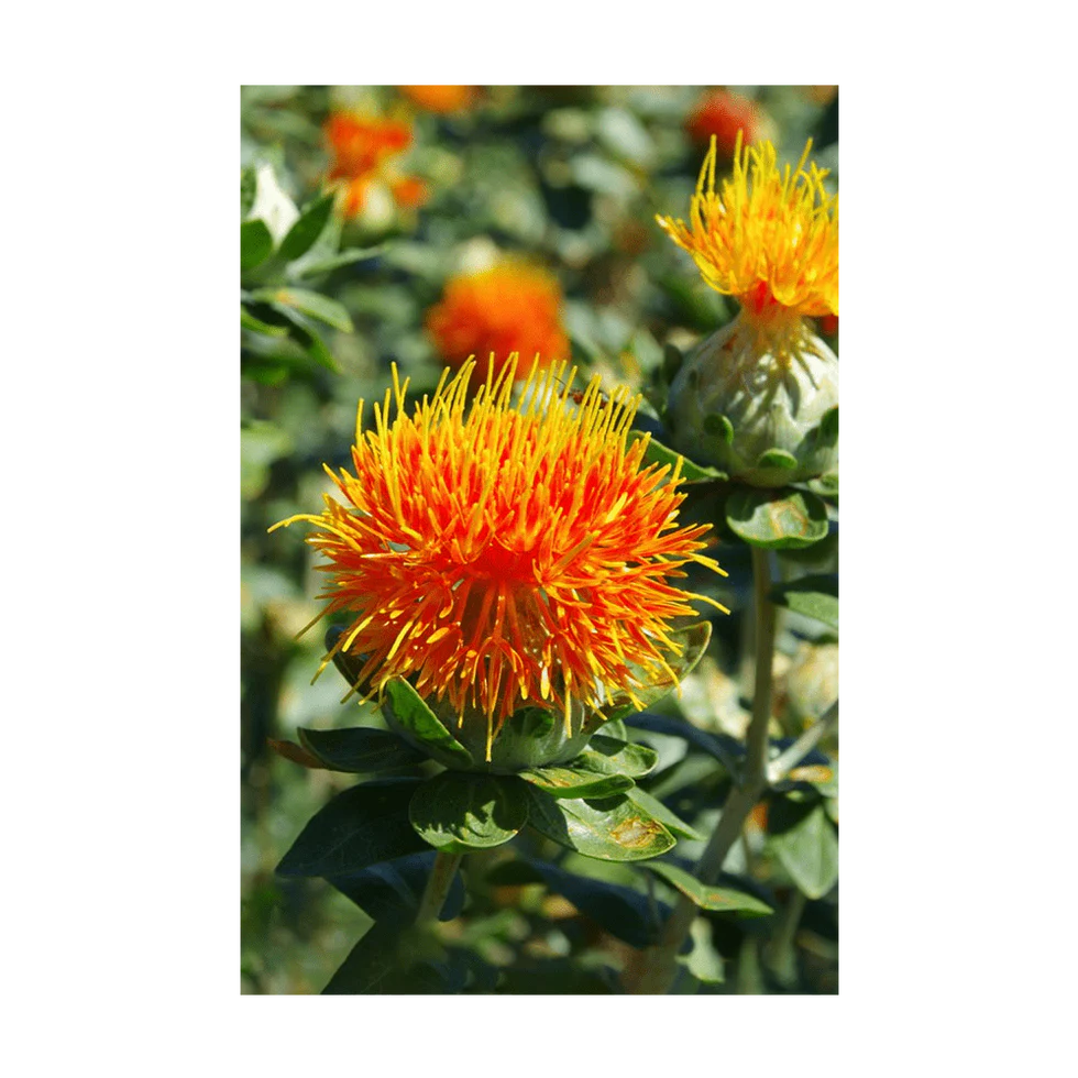Flowers Safflower Seeds- Shido Seed Co