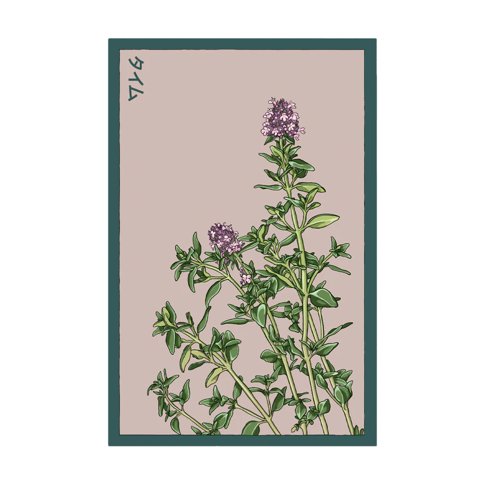 Herb Thyme- Shido Seed Co