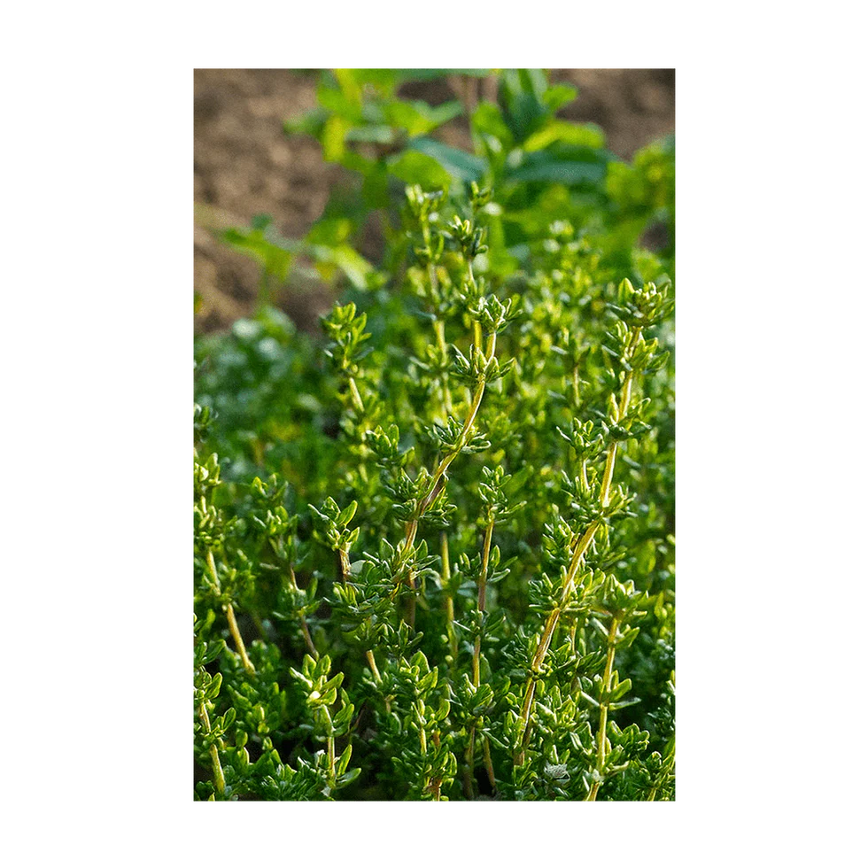 Herb Thyme- Shido Seed Co