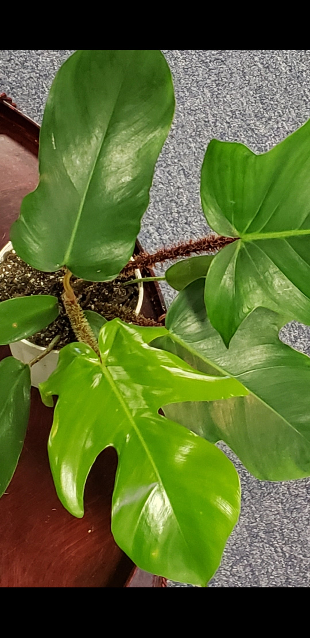 Philodendron Squamiferum