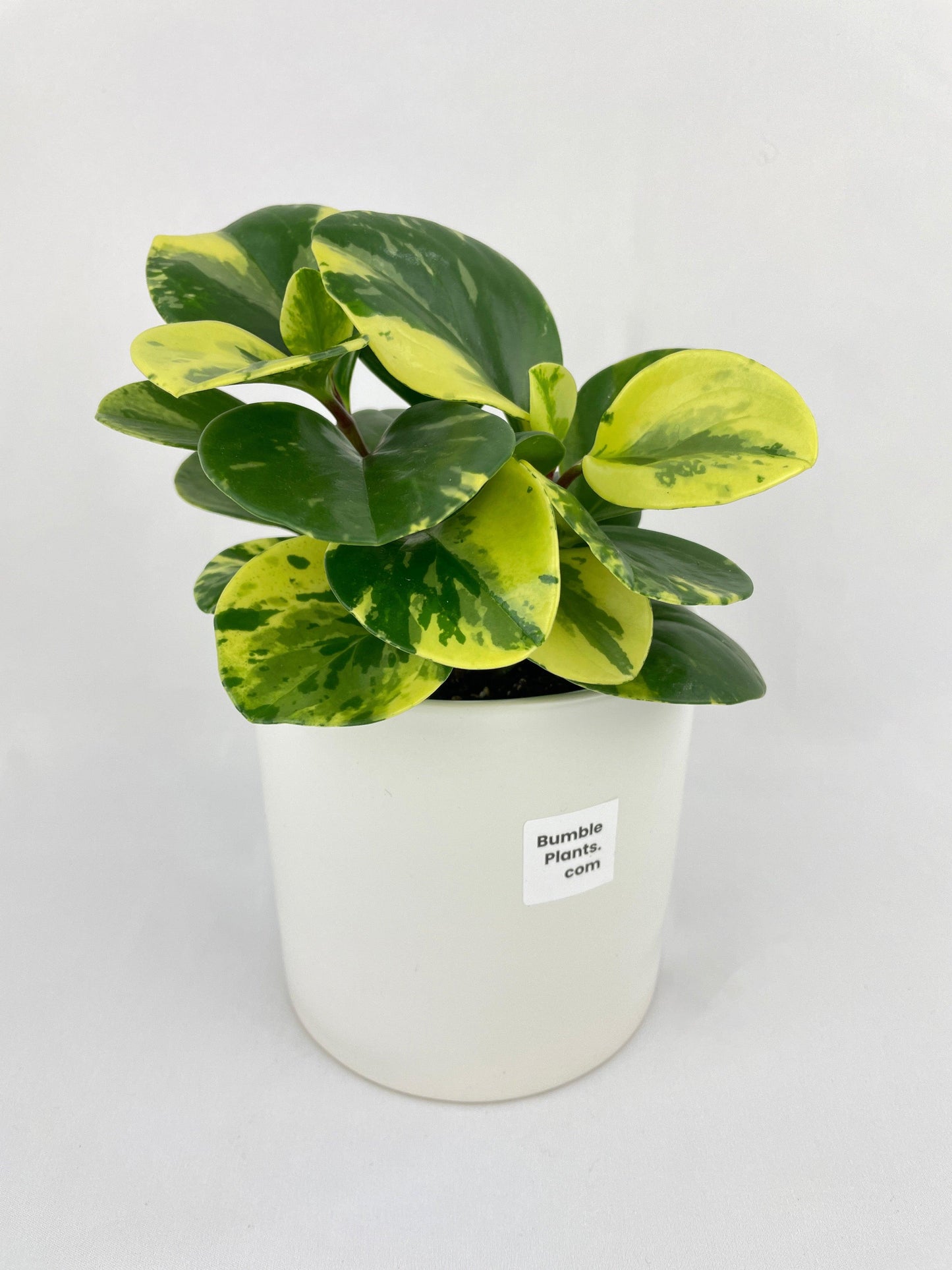 Variegated Peperomia Obtusifolia