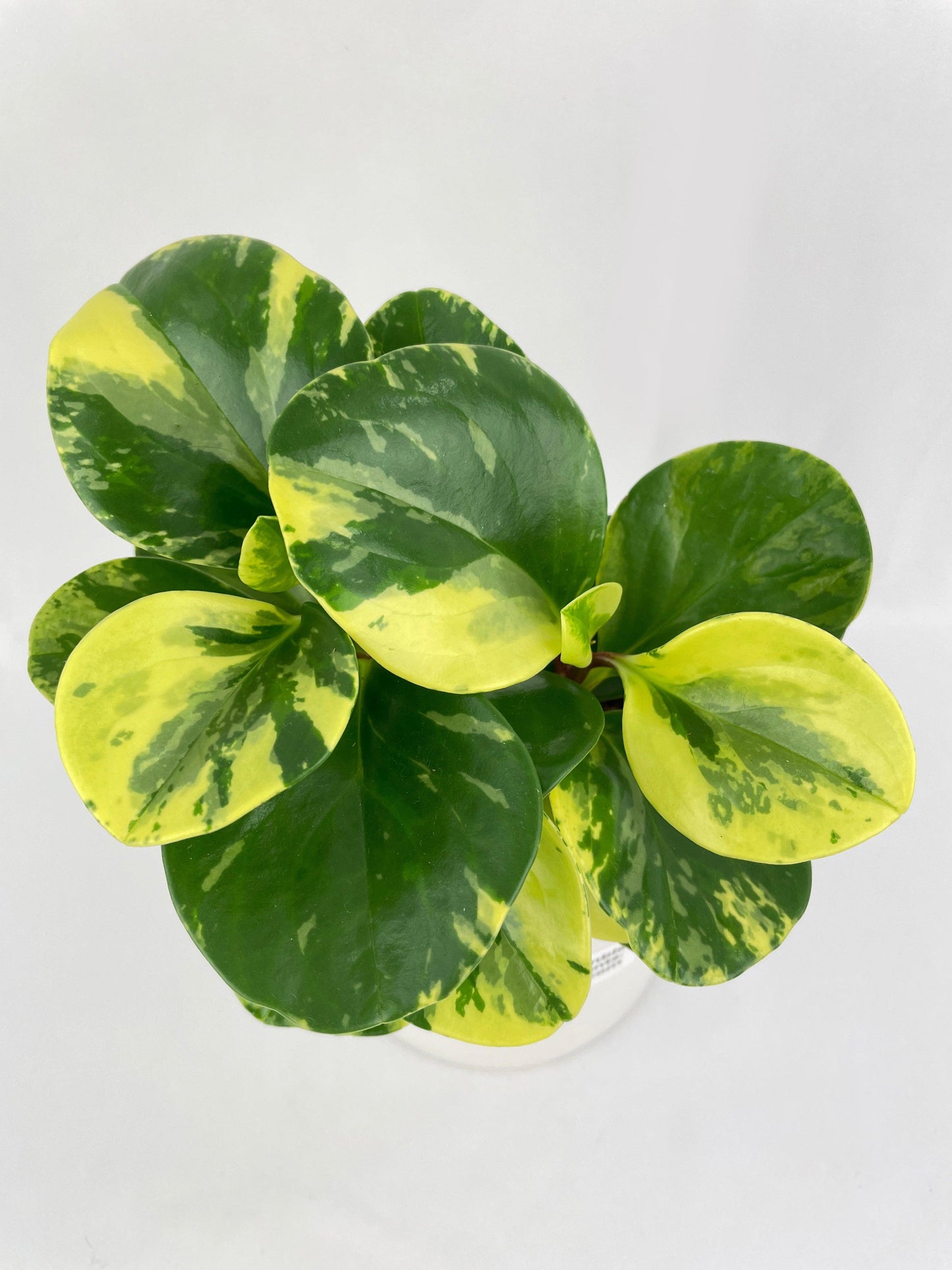 Variegated Peperomia Obtusifolia