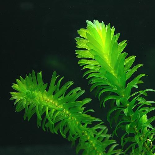 Anacharis Bunch – 5-7 Stems – Easy Aquatic Plant